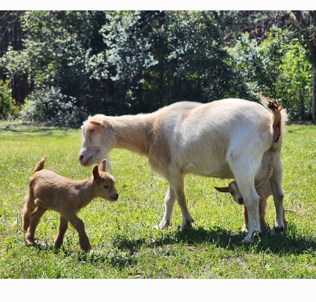 Nigerian Dwarfs Goats (Females) image 4