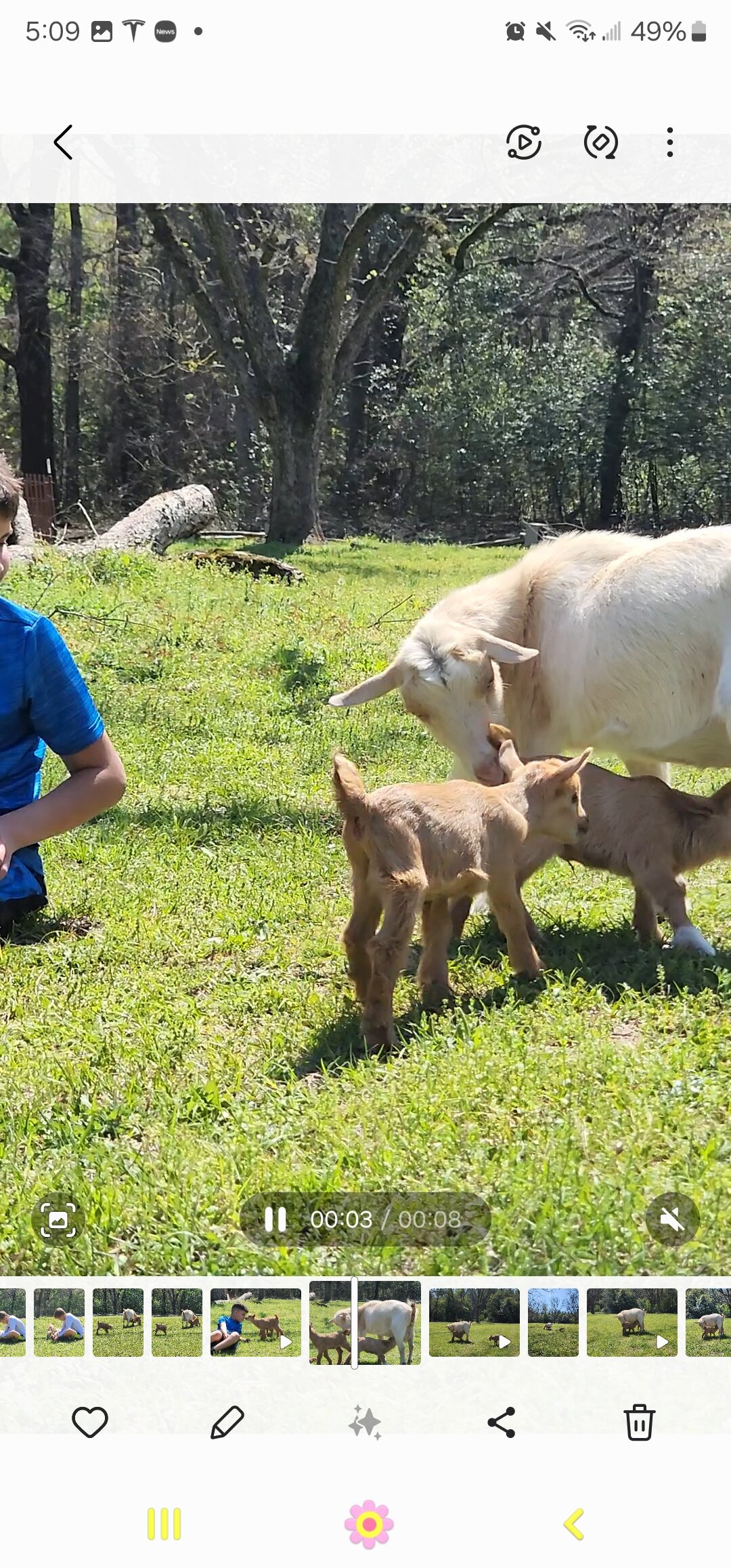 Nigerian Dwarfs Goats (Females) image 6