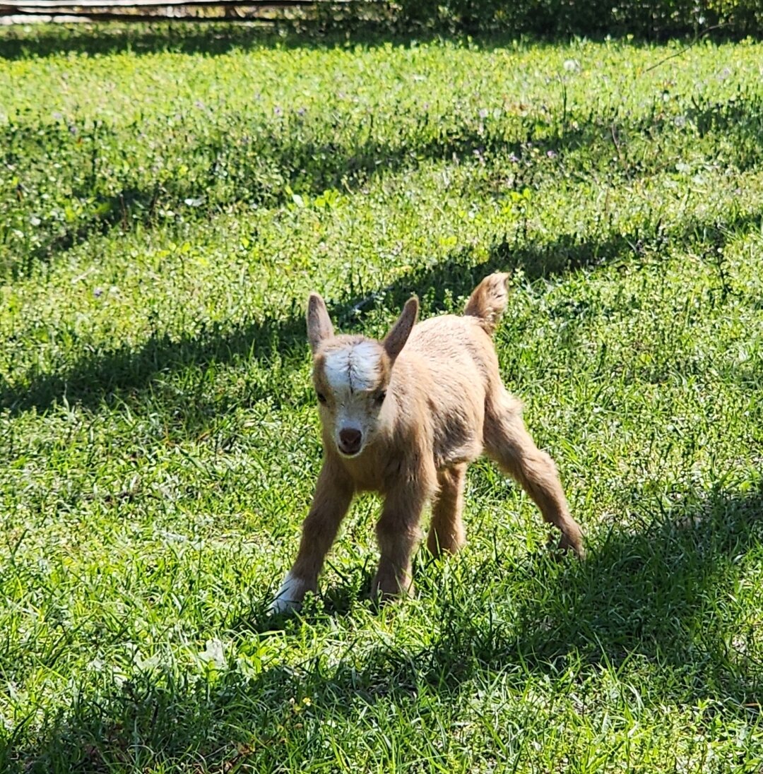 Nigerian Dwarfs Goats (Females) image 1