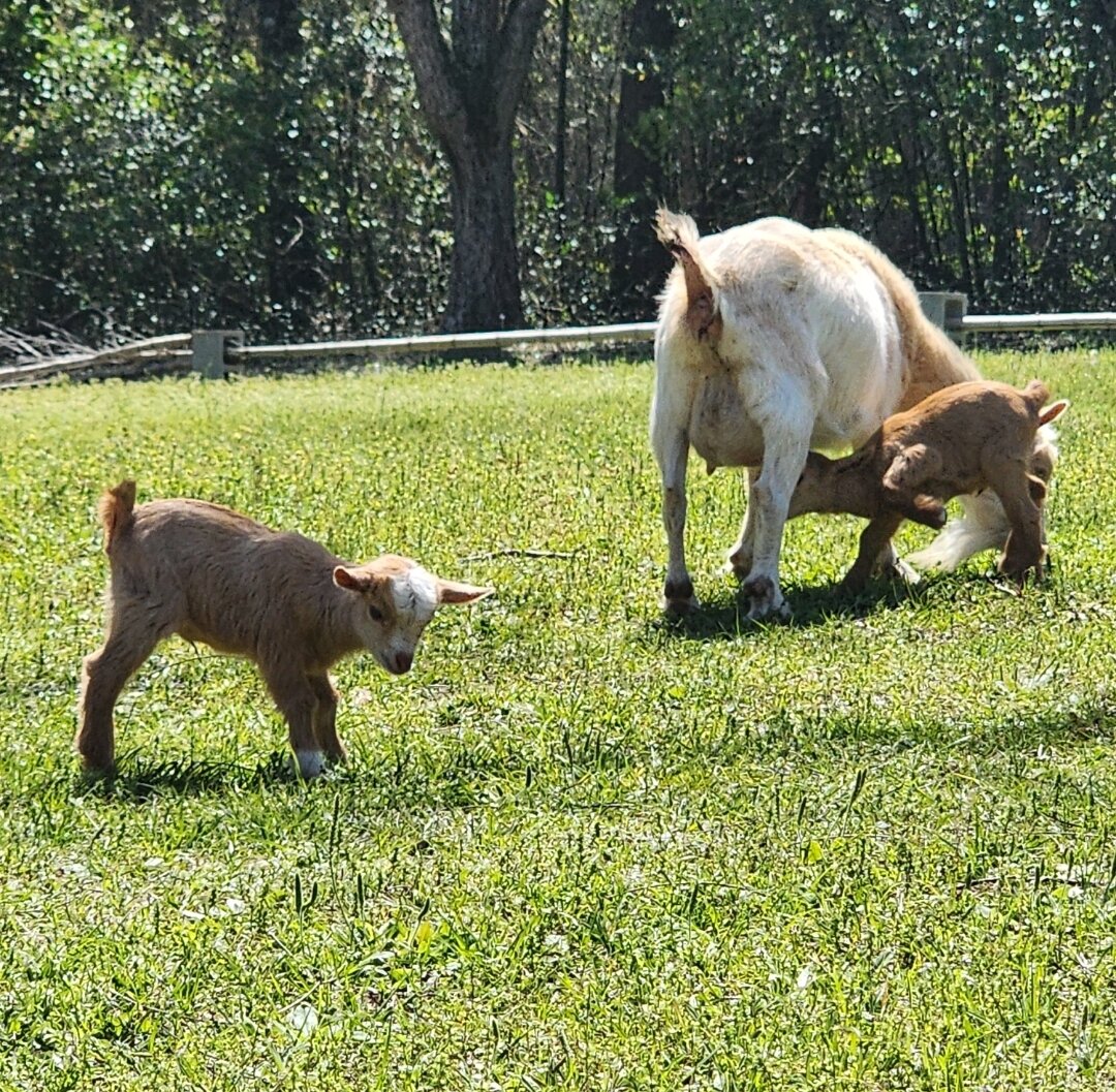 Nigerian Dwarfs Goats (Females) image 3