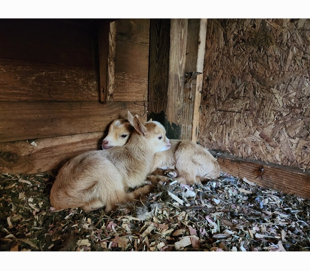 Nigerian Dwarfs Goats (Females) image 2