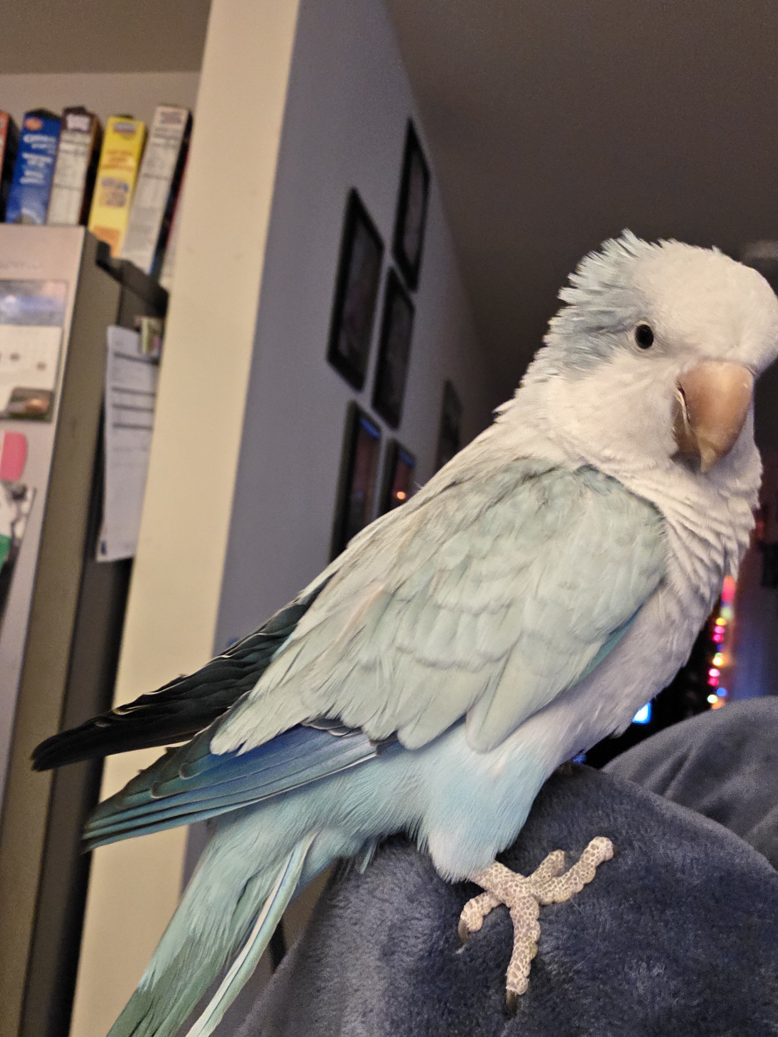 Blue Quaker image 1