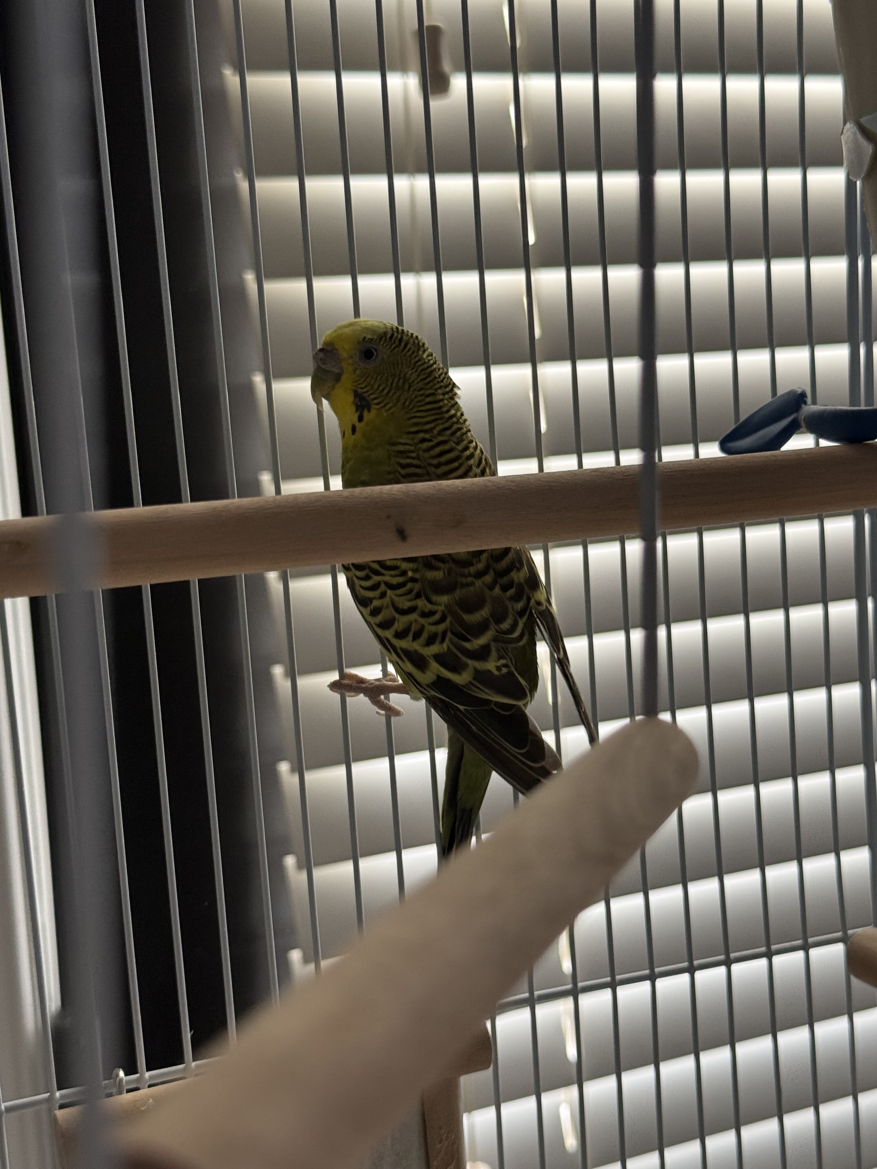 Female Adult Budgie Free cage and accessories image 2