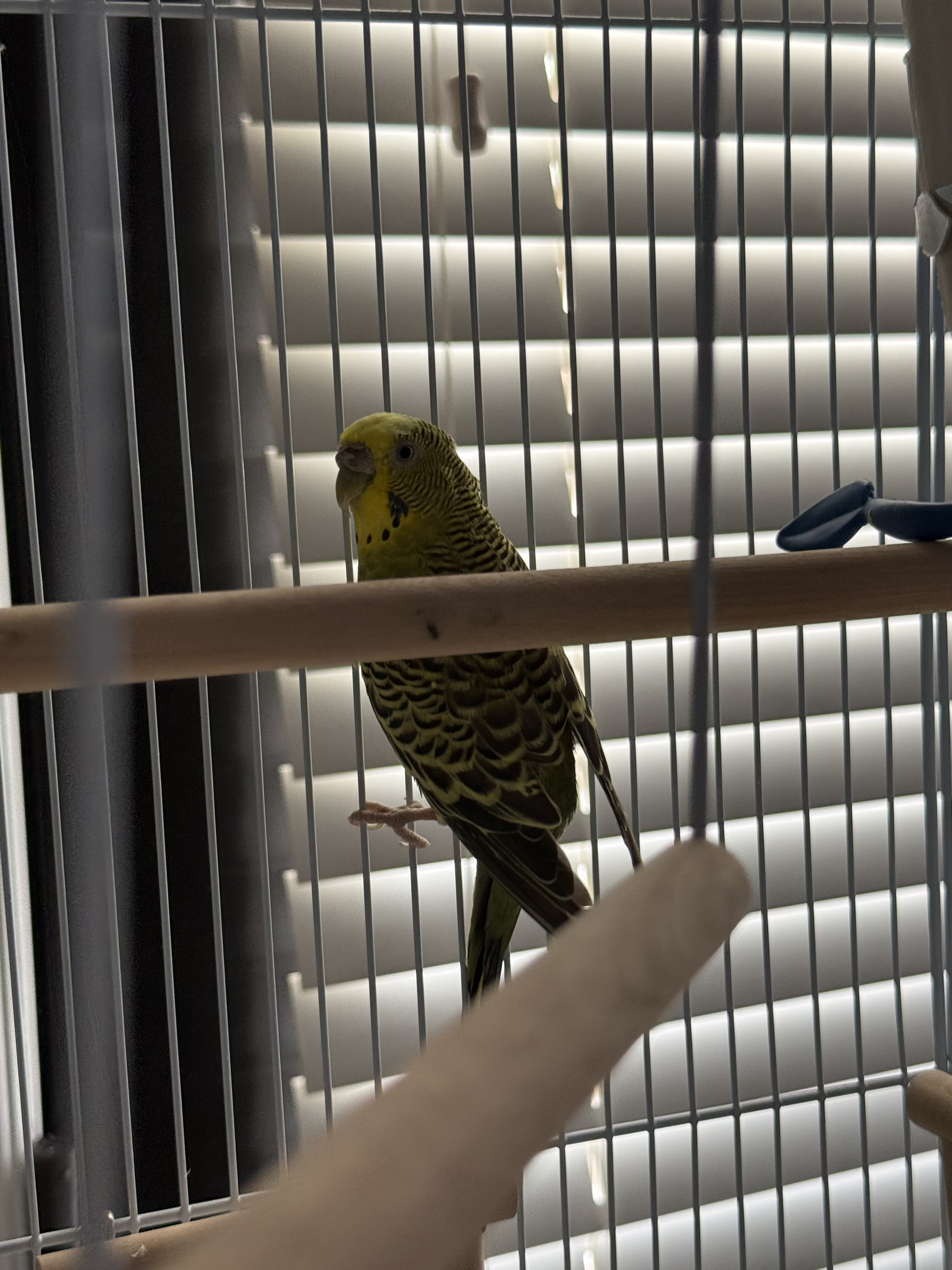 Female Adult Budgie Free cage and accessories image 1
