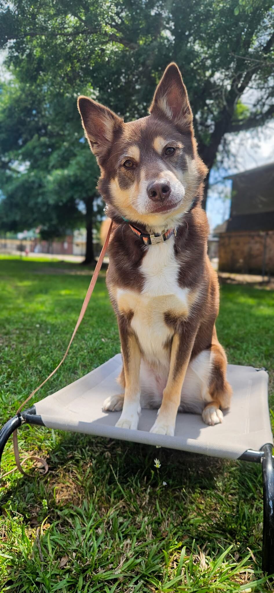 Dog image 4