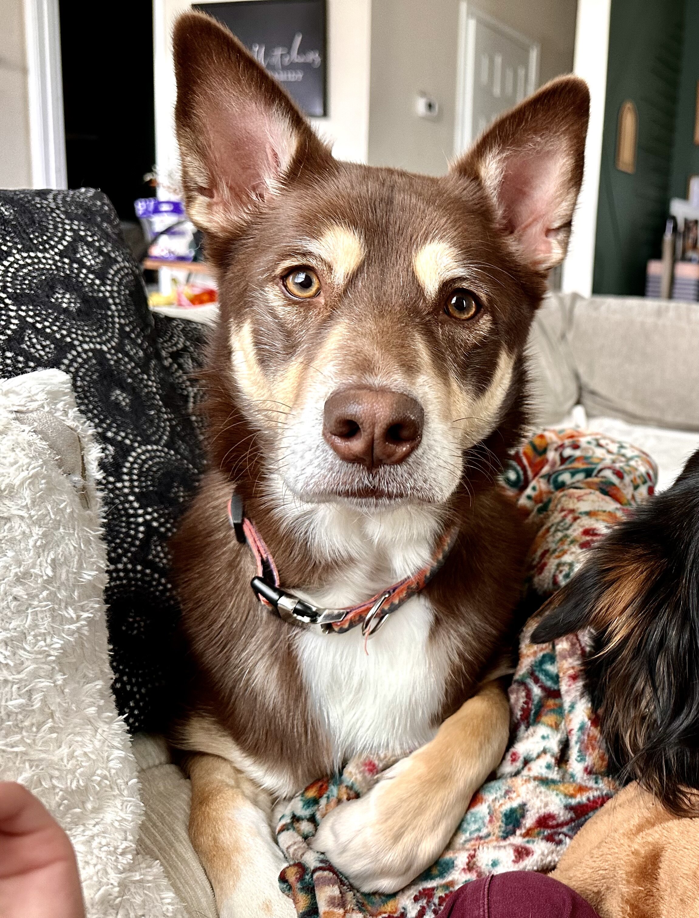 Dog image 1