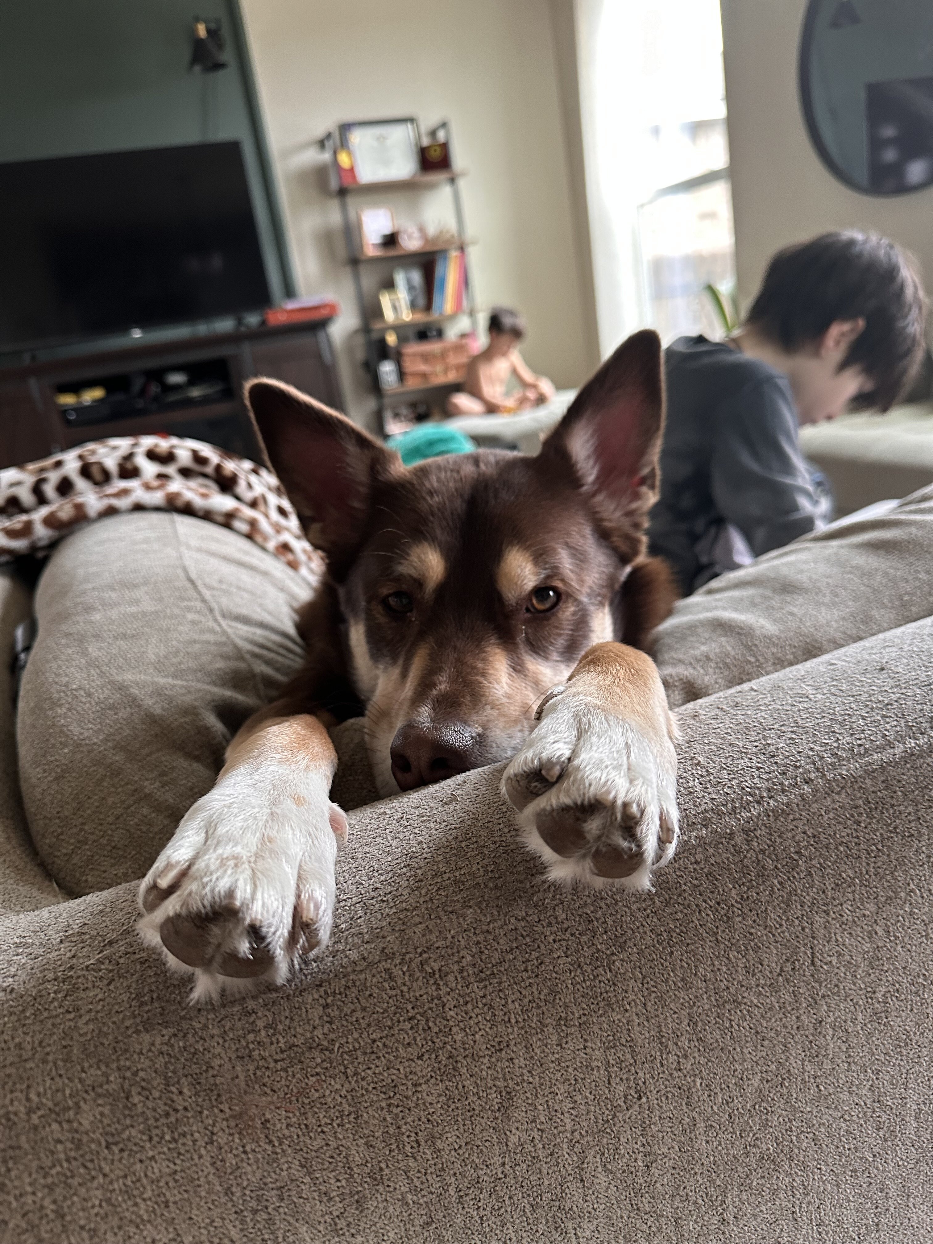 Dog image 3