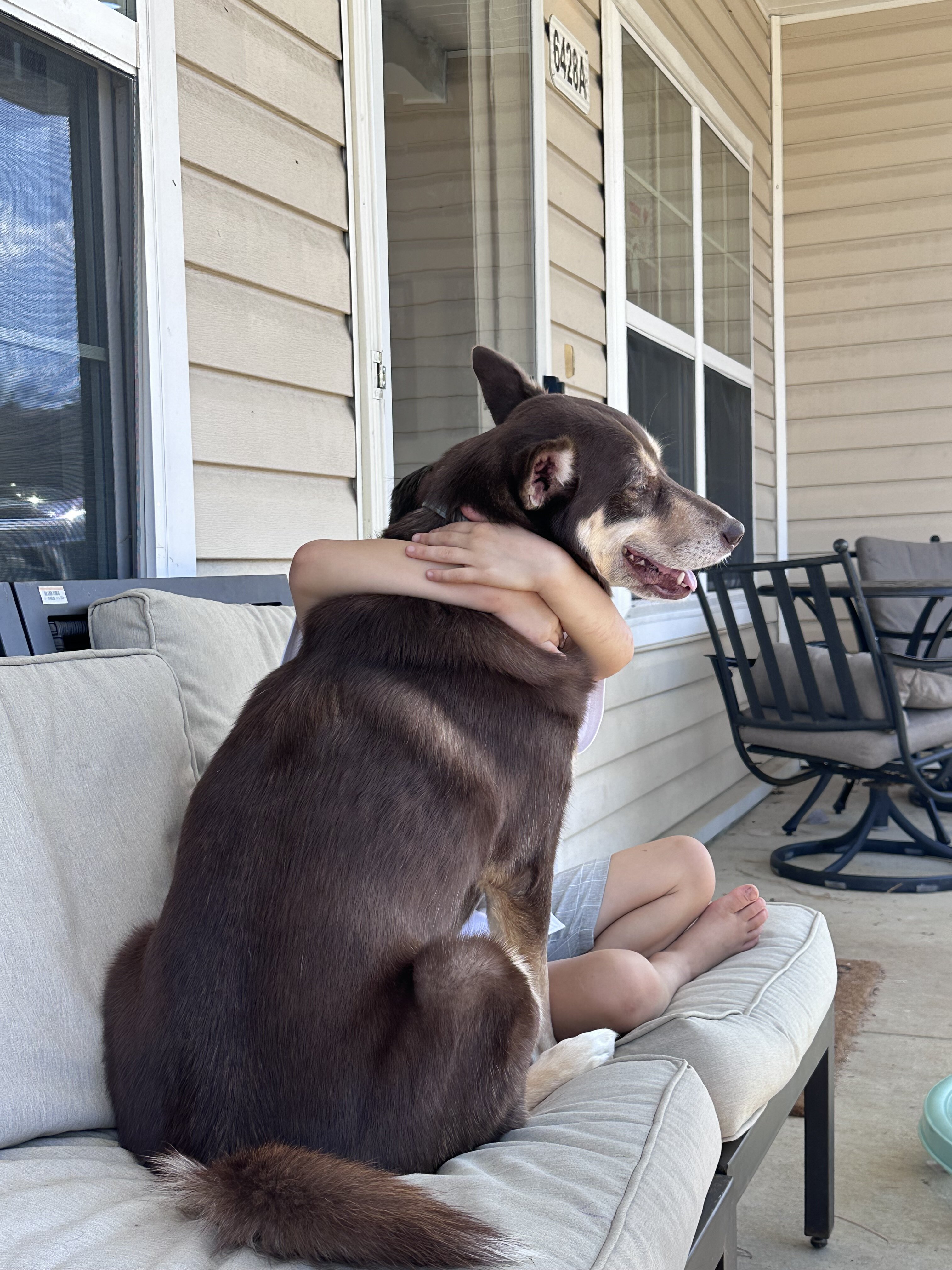 Dog image 2