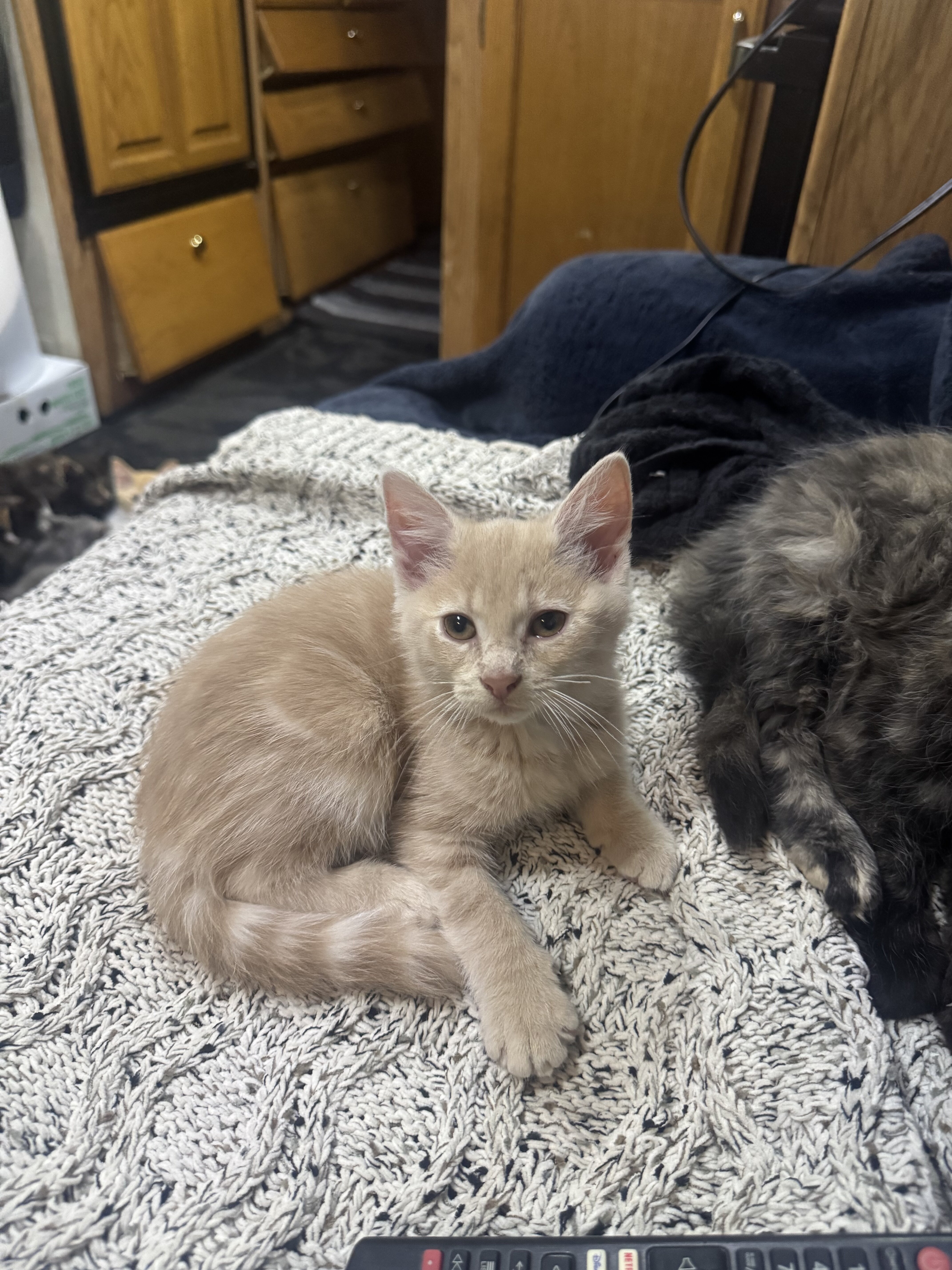 Kitten image 1