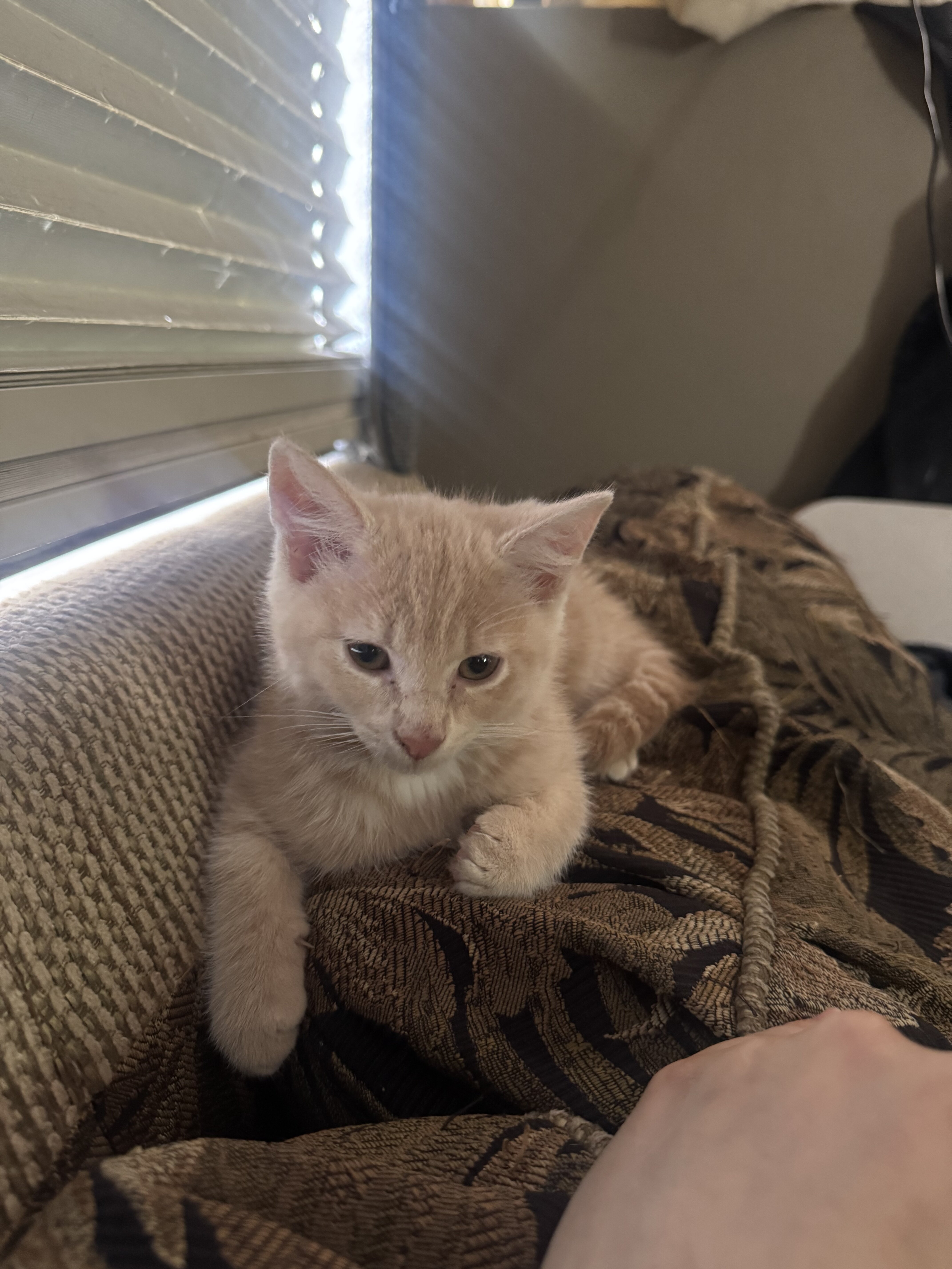 Kitten image 2
