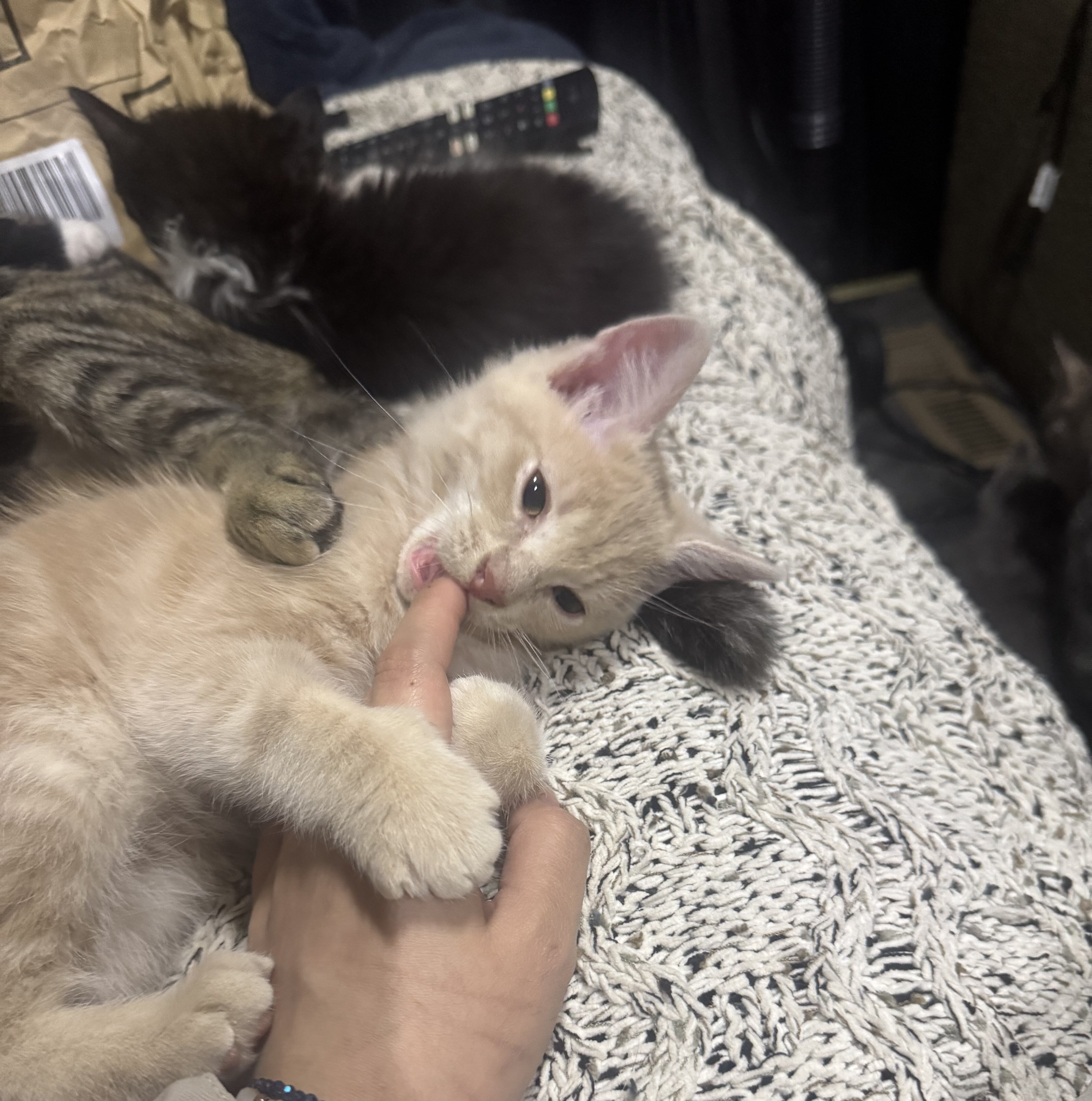 Kitten image 4