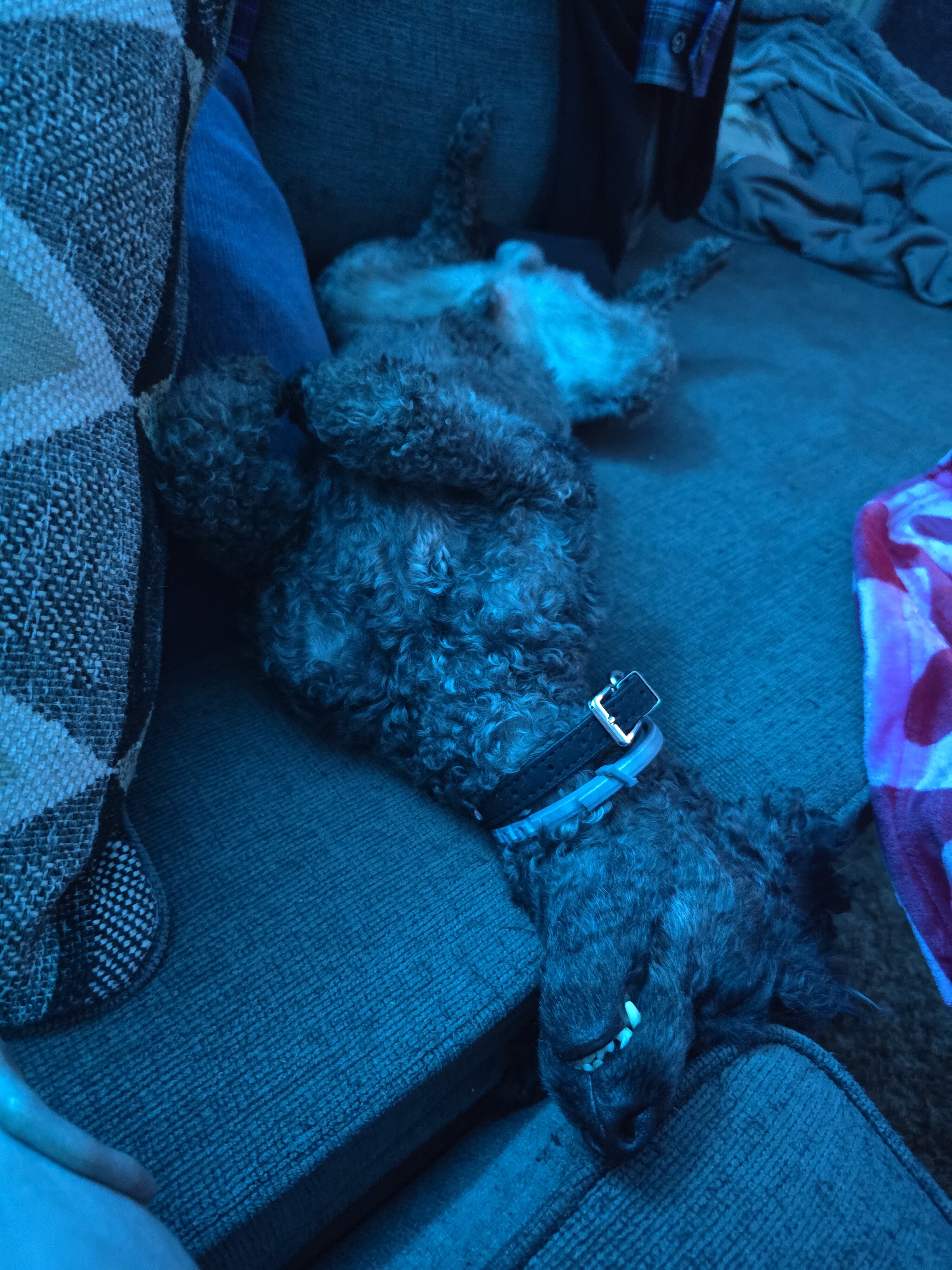 Miniature Poodle image 5