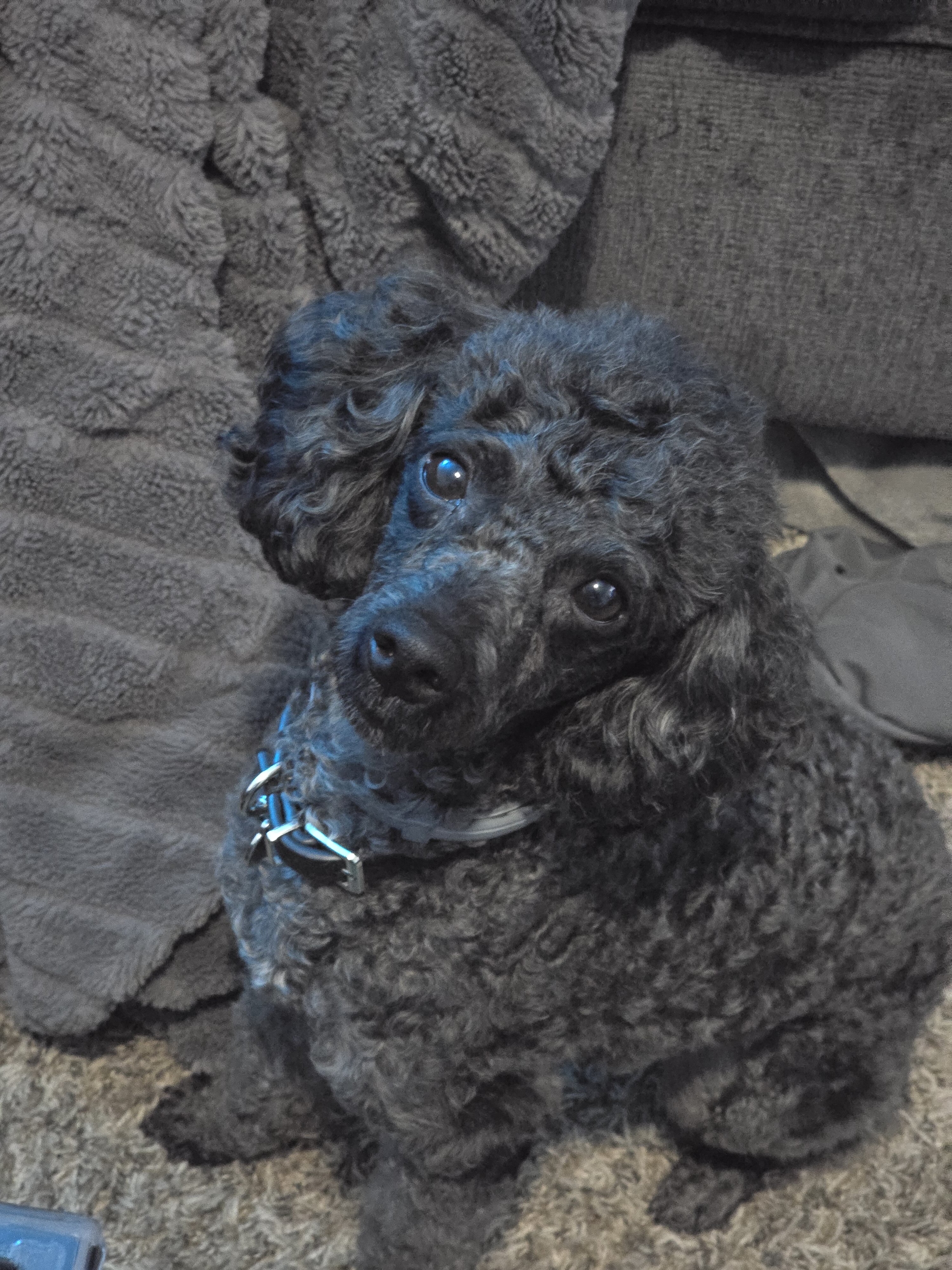 Miniature Poodle image 3