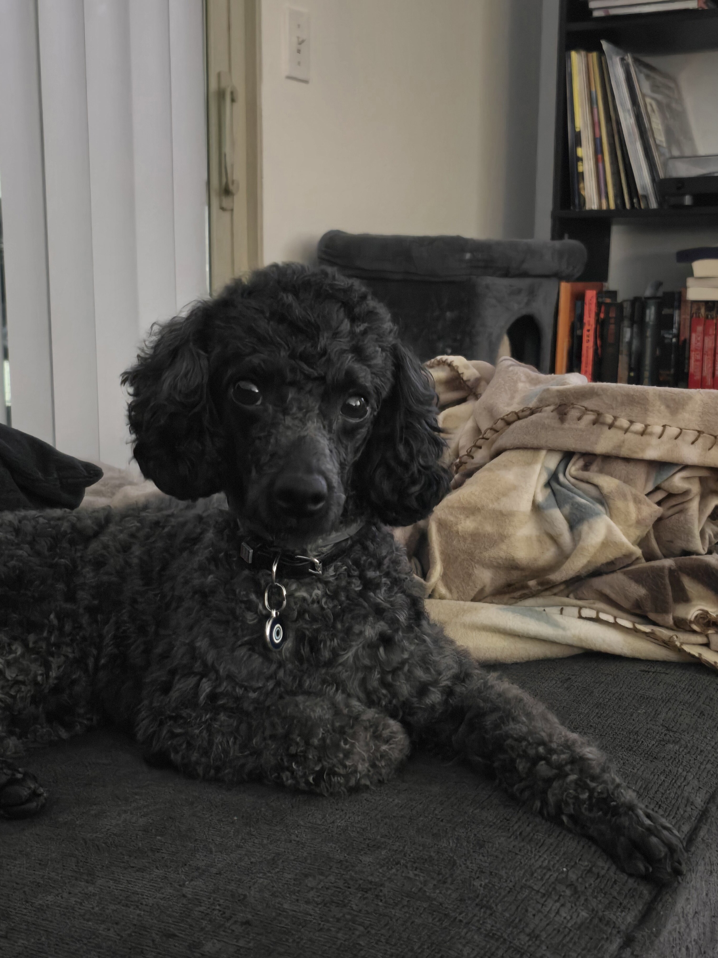 Miniature Poodle image 4