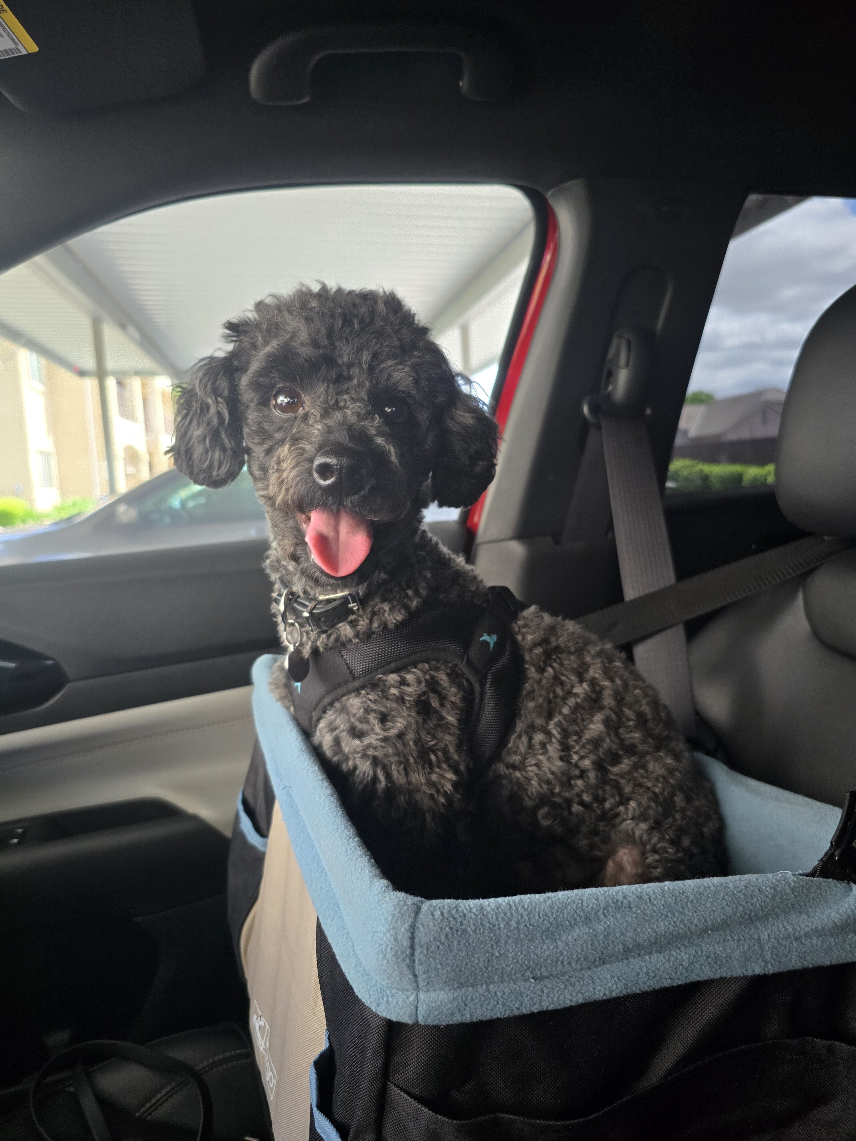 Miniature Poodle image 6