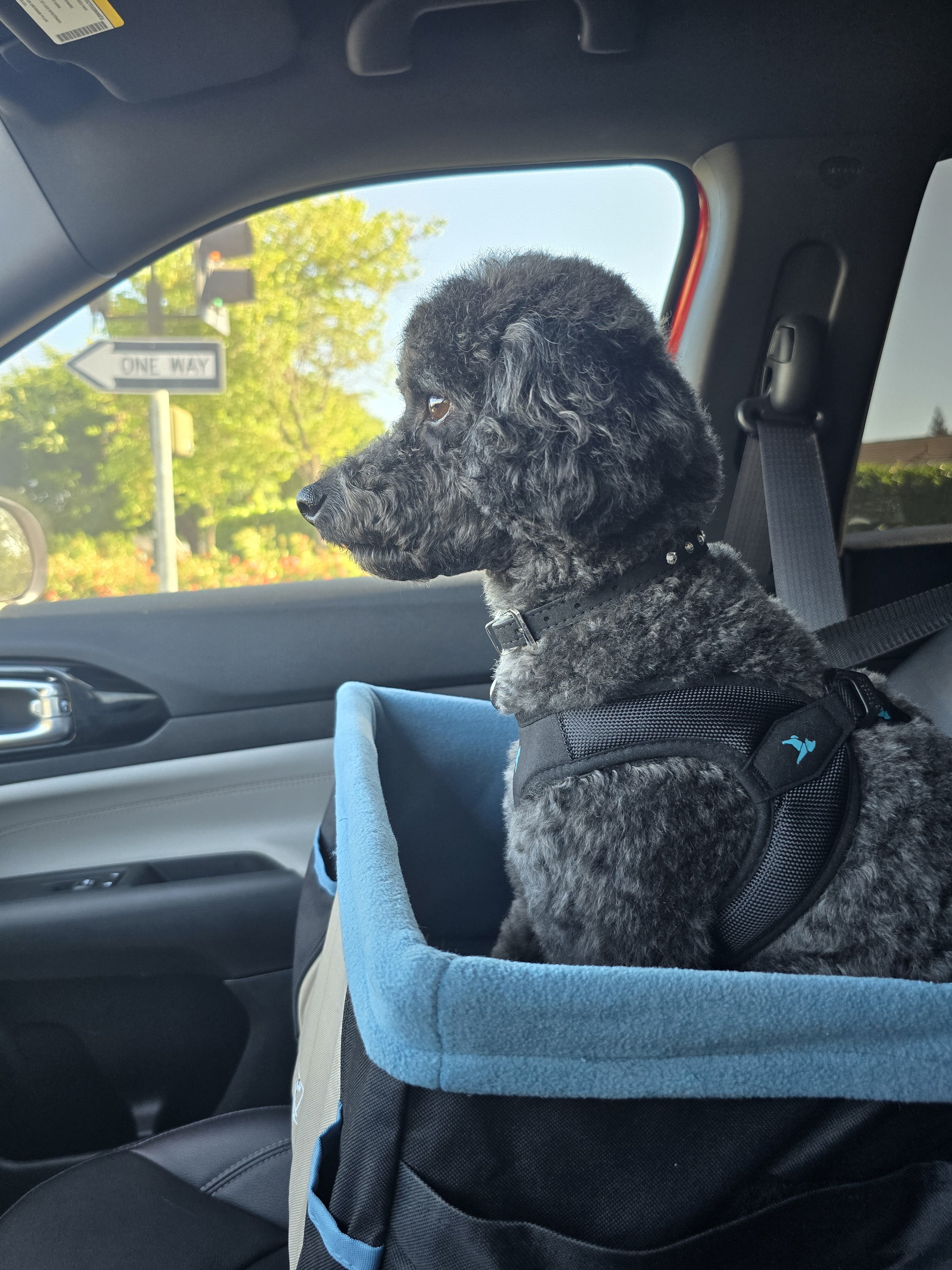 Miniature Poodle image 1