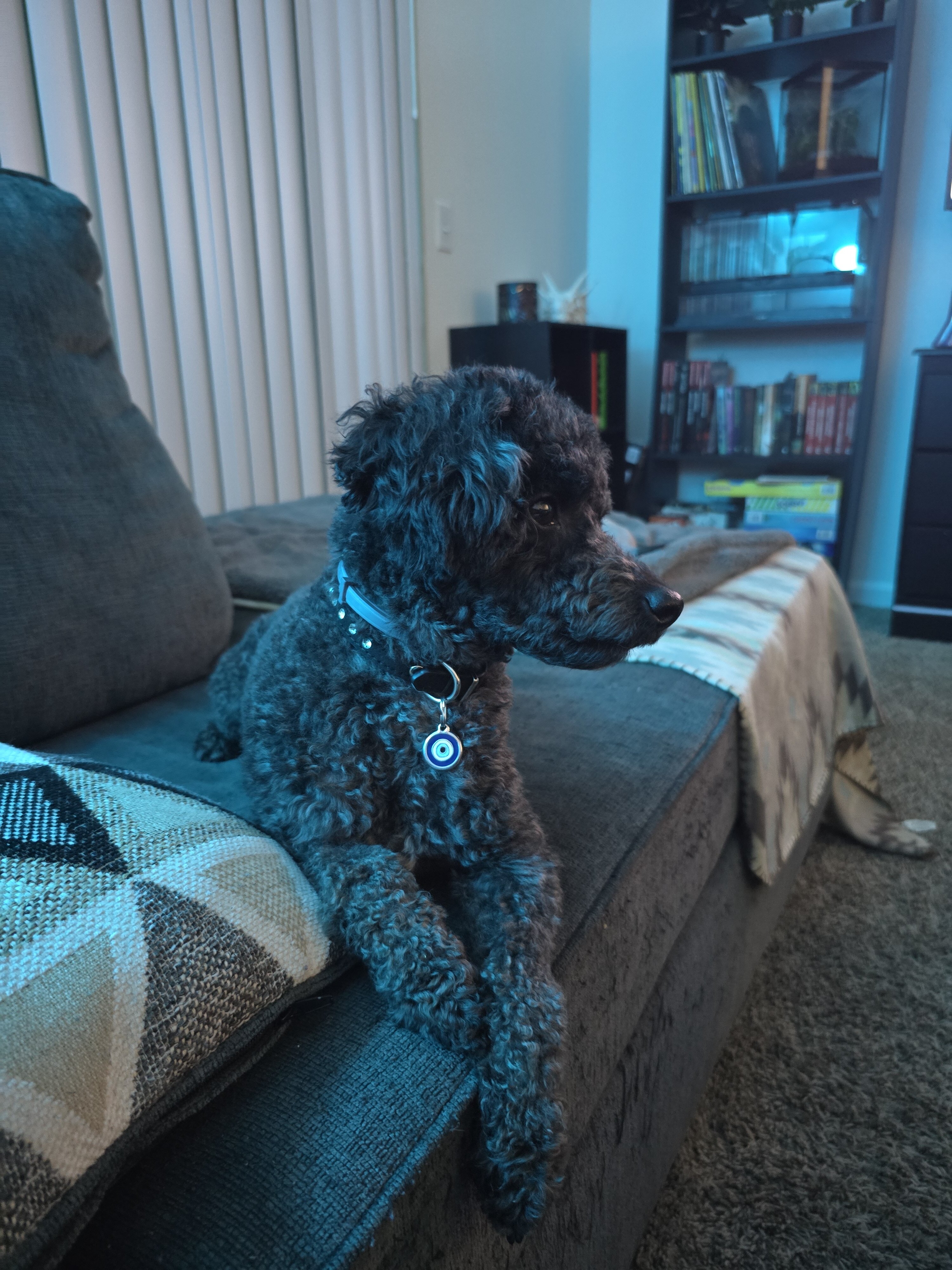 Miniature Poodle image 2
