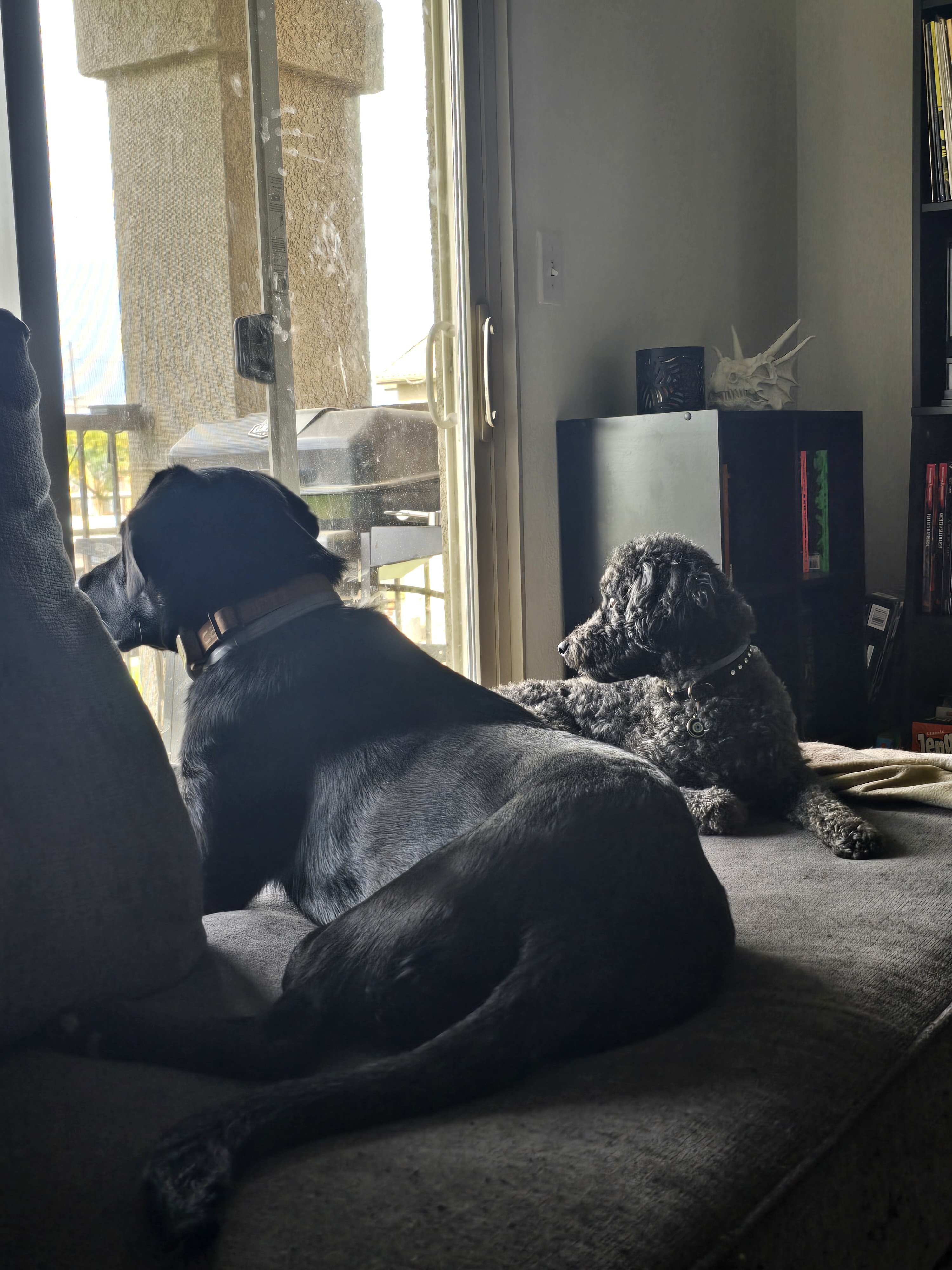 Miniature Poodle image 7