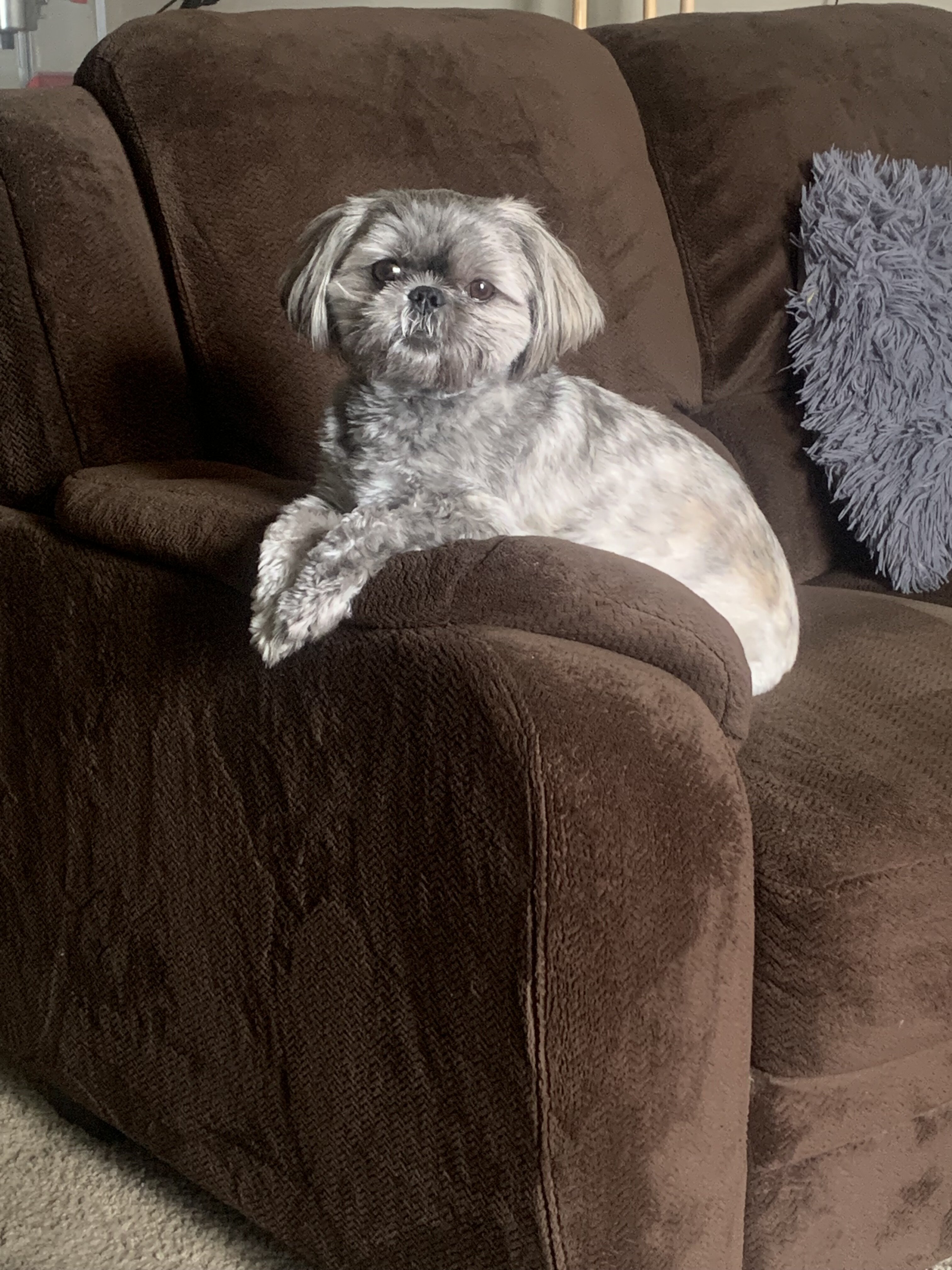Bentley, Your Best Friend! image 4