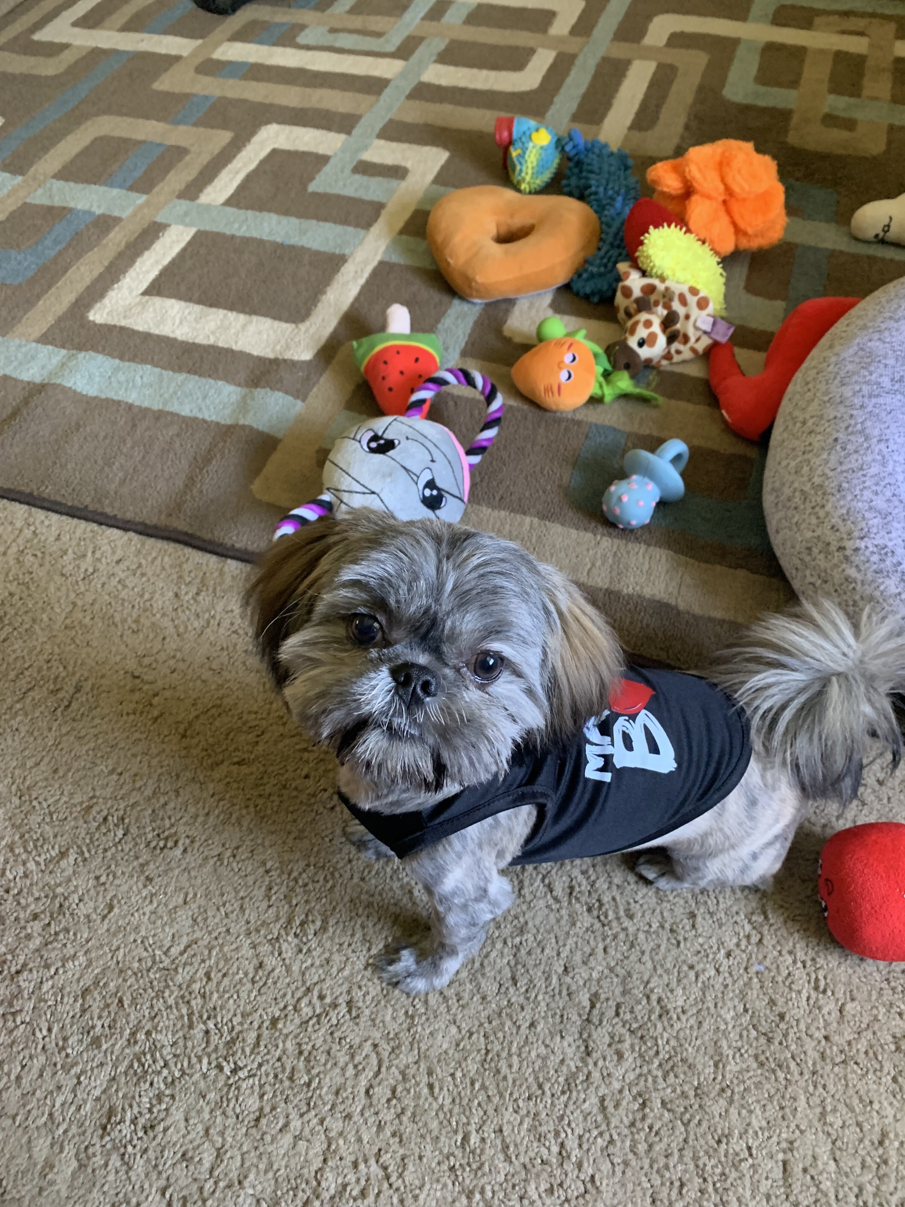 Bentley, Your Best Friend! image 5