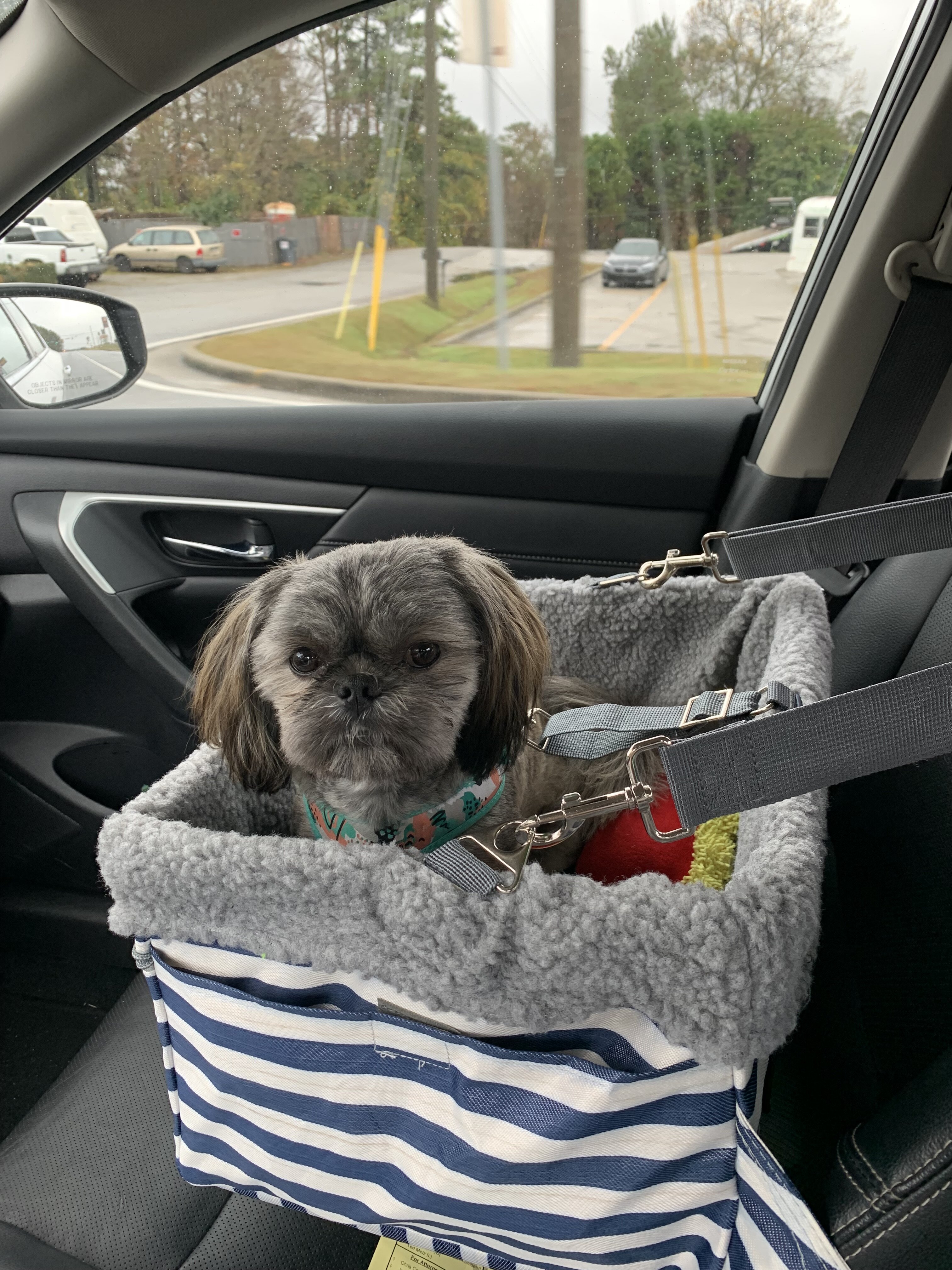 Bentley, Your Best Friend! image 6