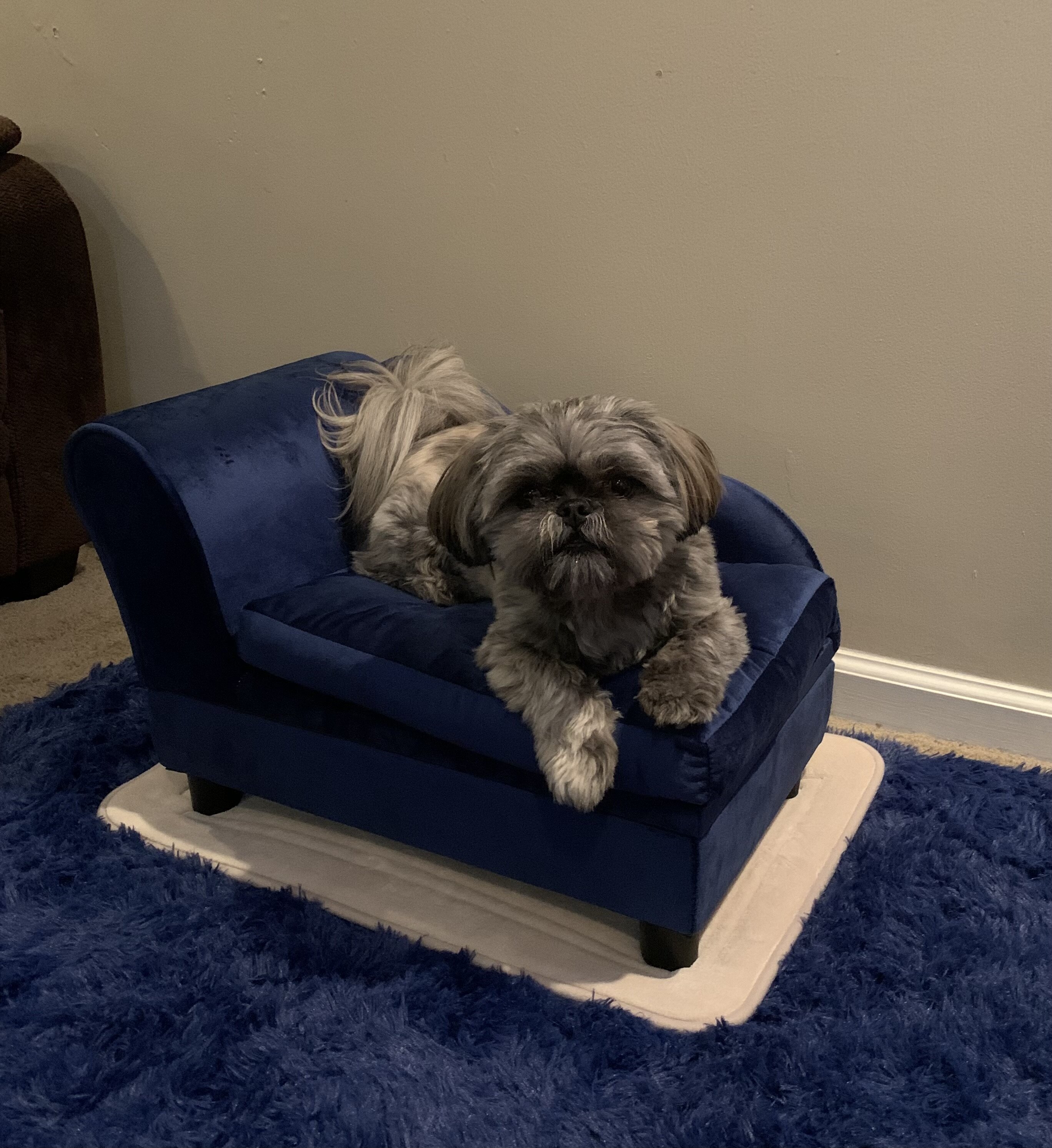 Bentley, Your Best Friend! image 1