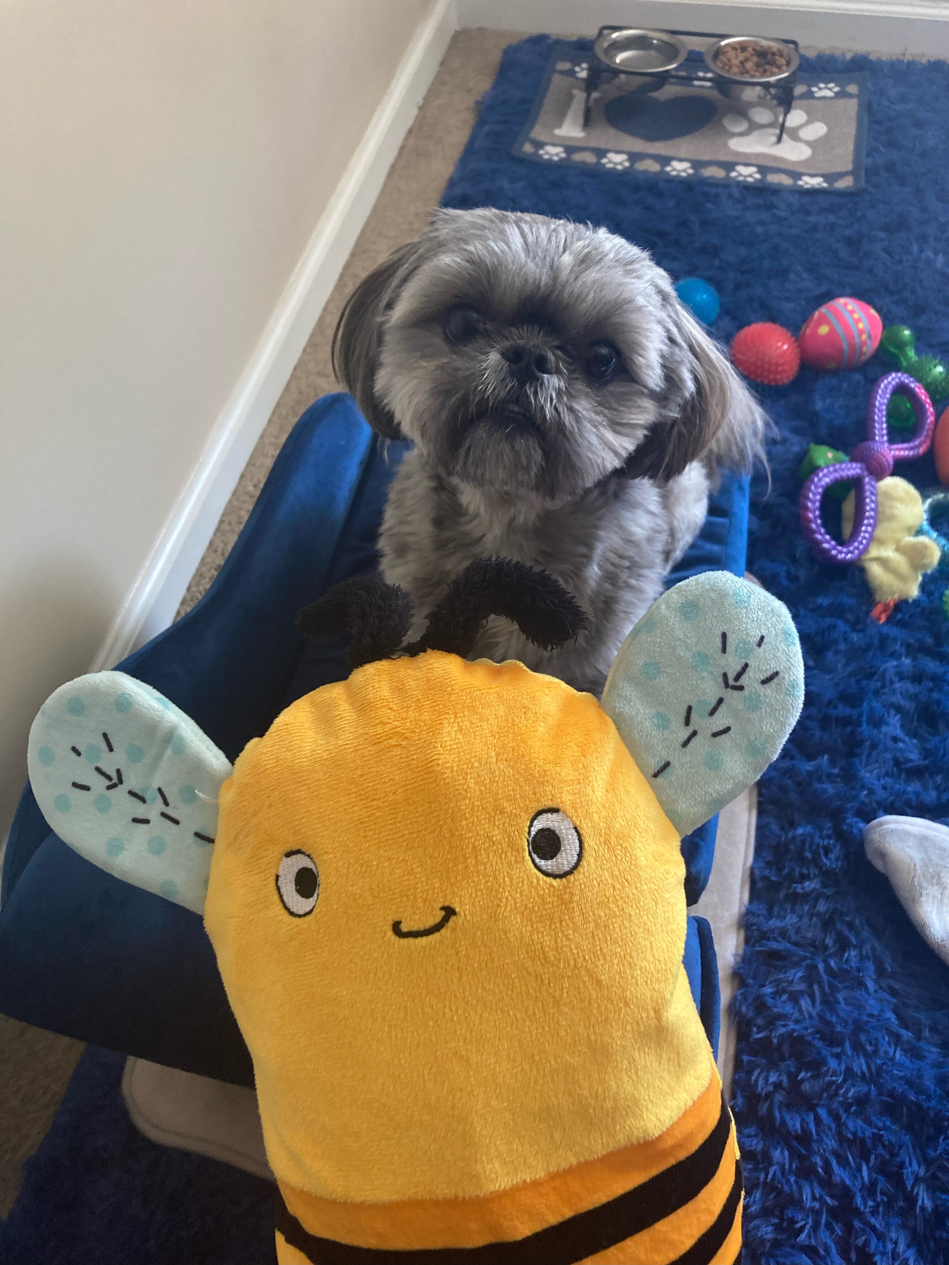 Bentley, Your Best Friend! image 2