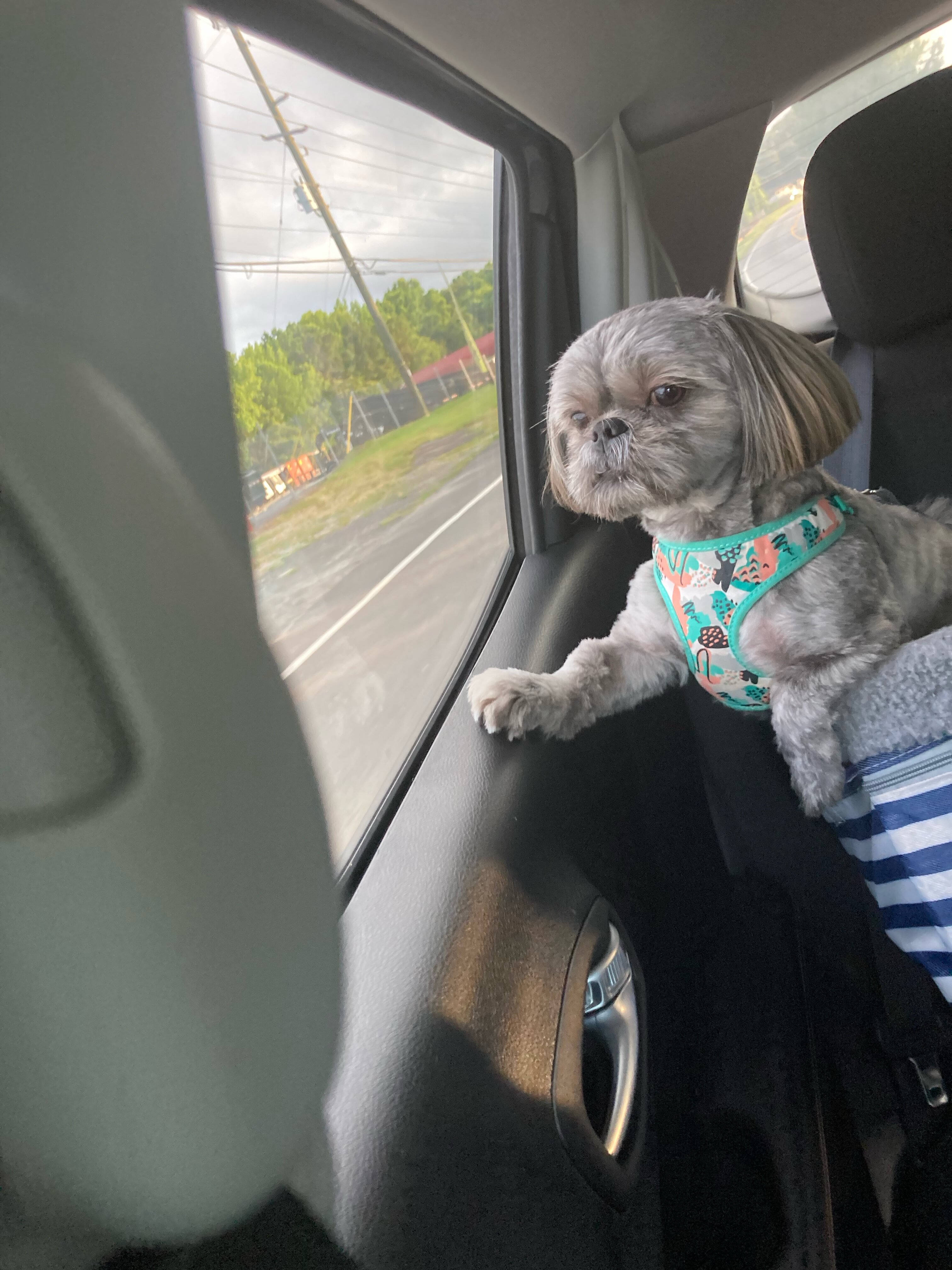 Bentley, Your Best Friend! image 3