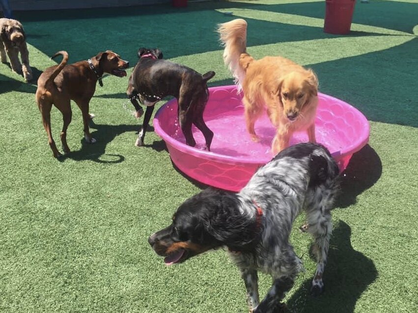 Underdog Kennels Dog Daycare and Boarding image 1