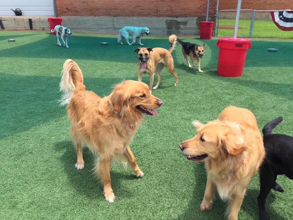 Underdog Kennels Dog Daycare and Boarding image 3