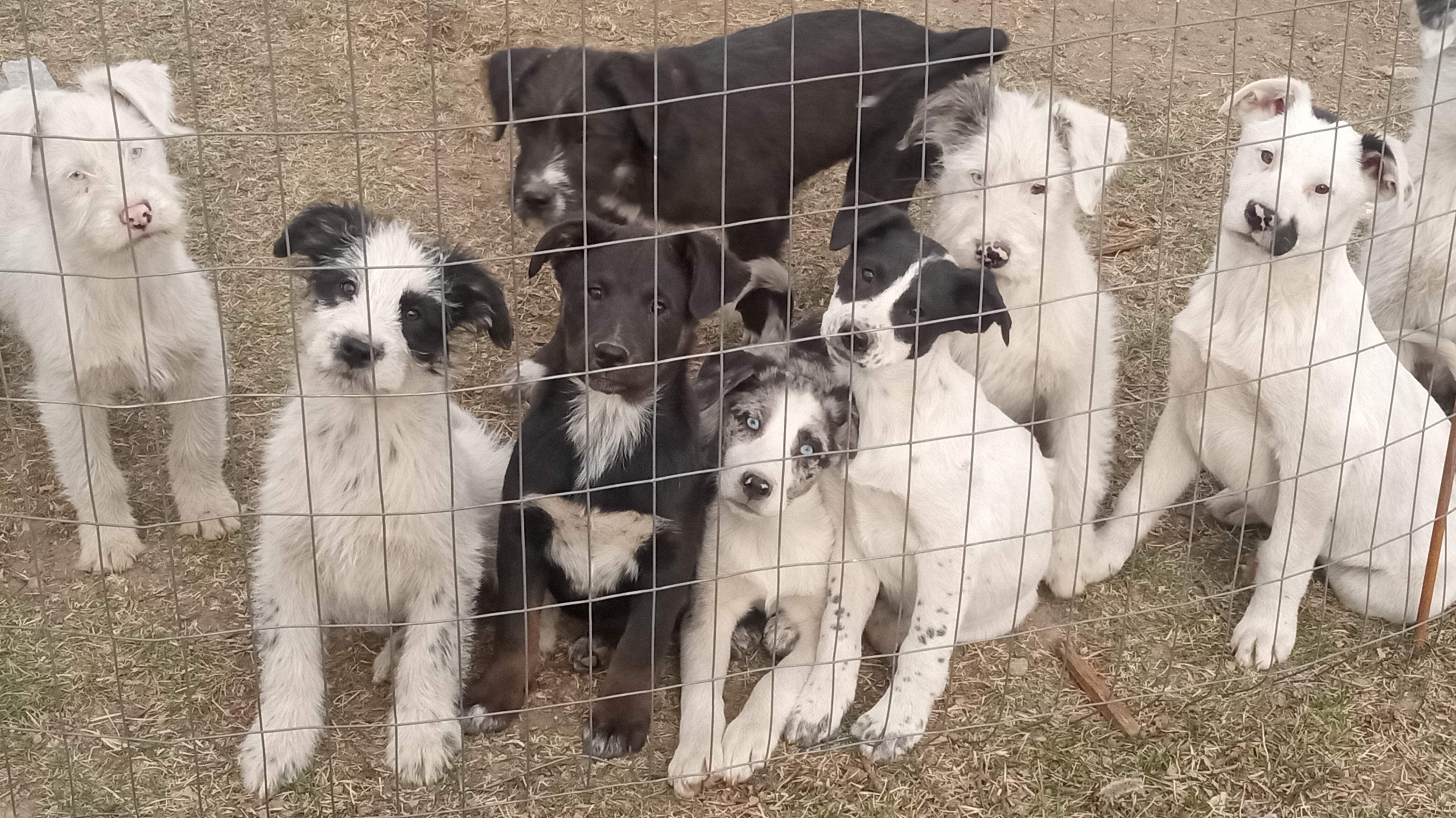 15 week old puppies image 3