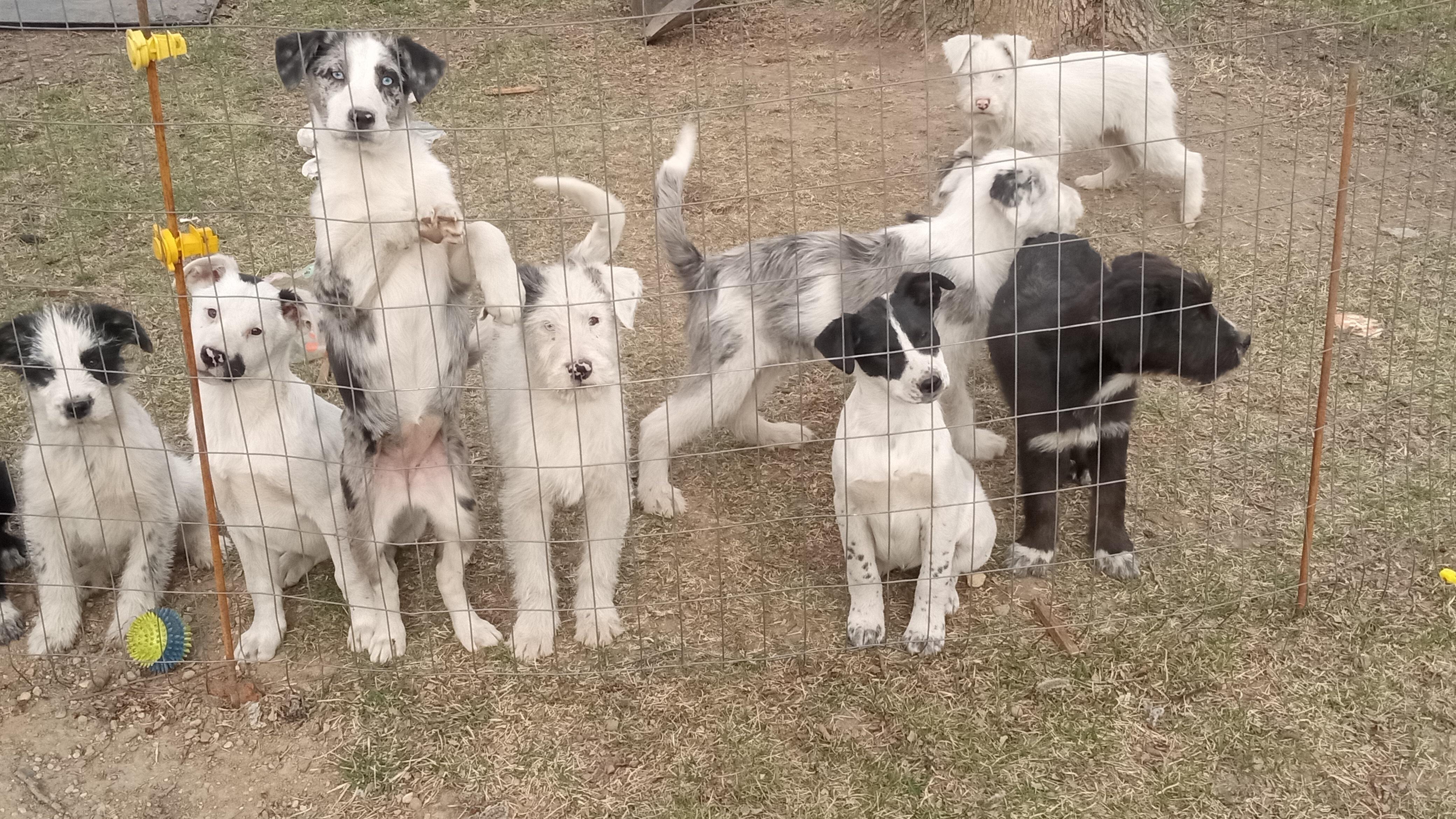 15 week old puppies image 2