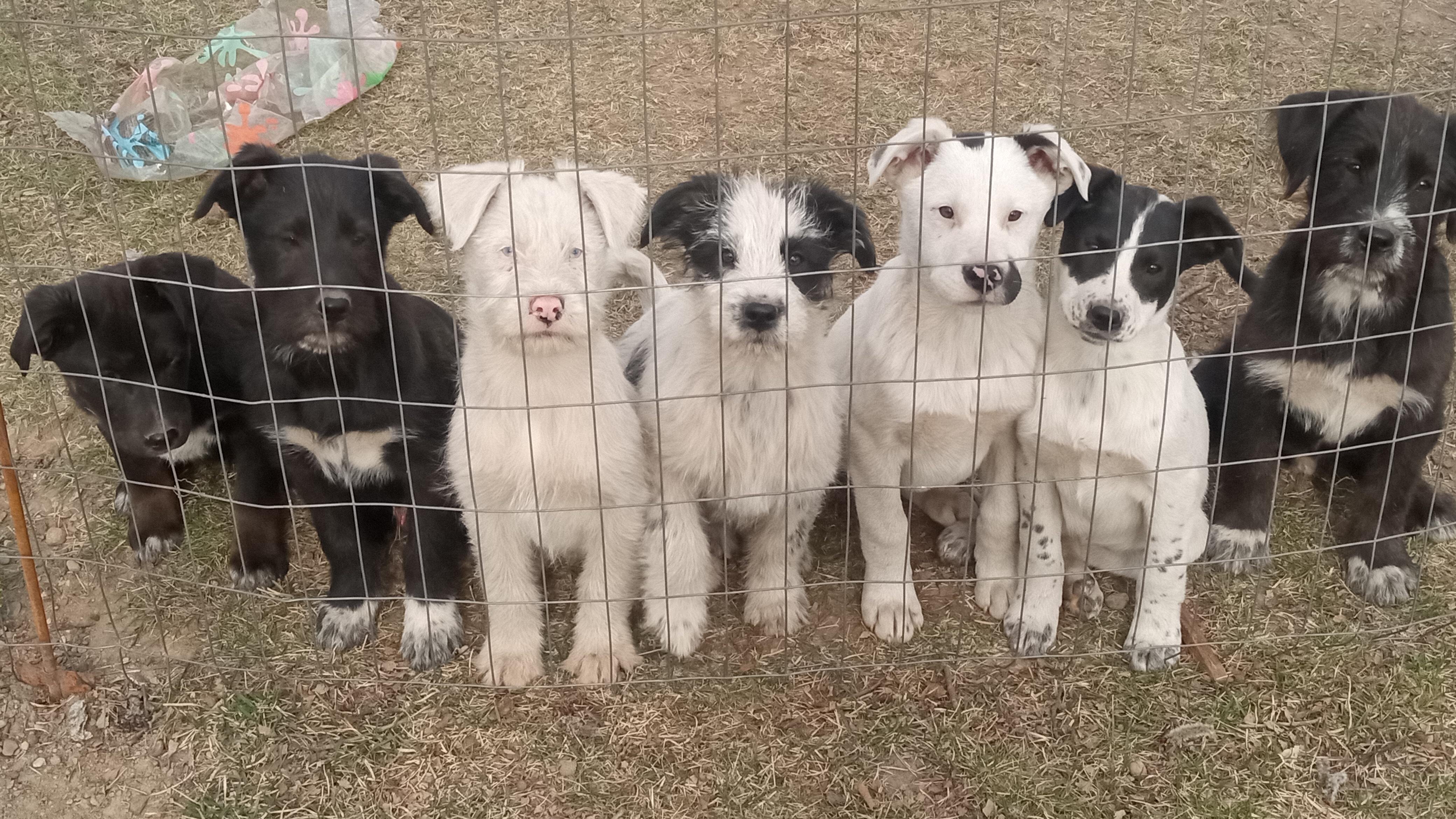 15 week old puppies image 1