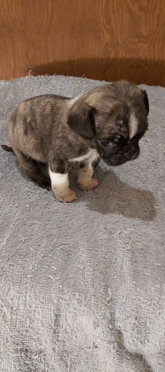 male panda pug puppy image 2