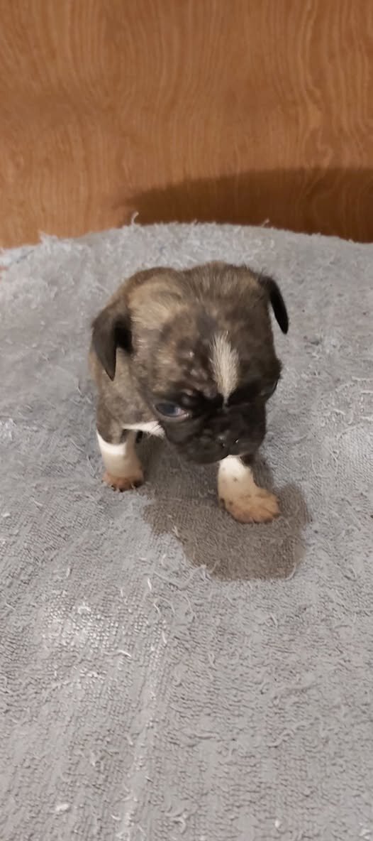 male panda pug puppy image 1