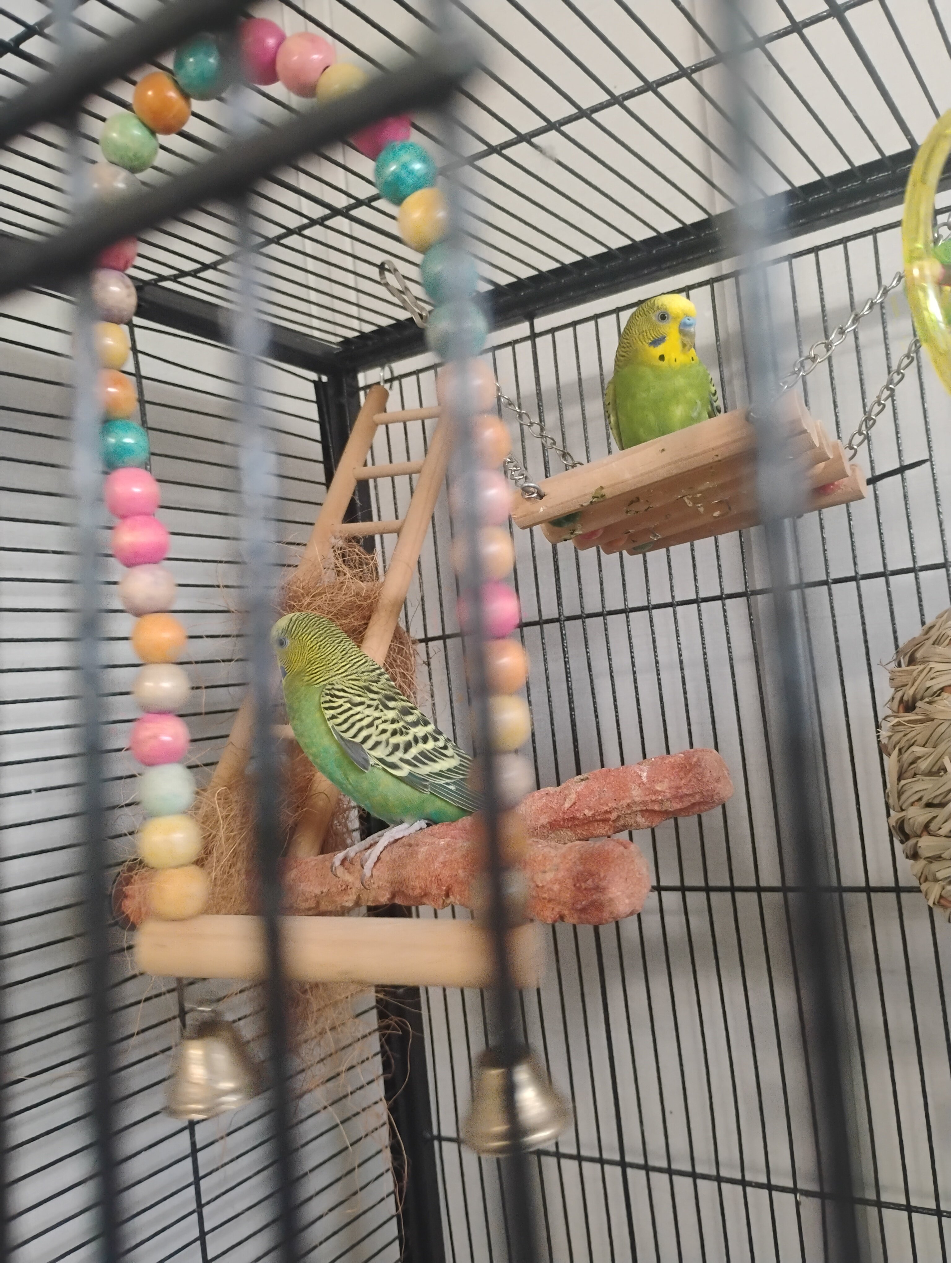 6 keets image 1