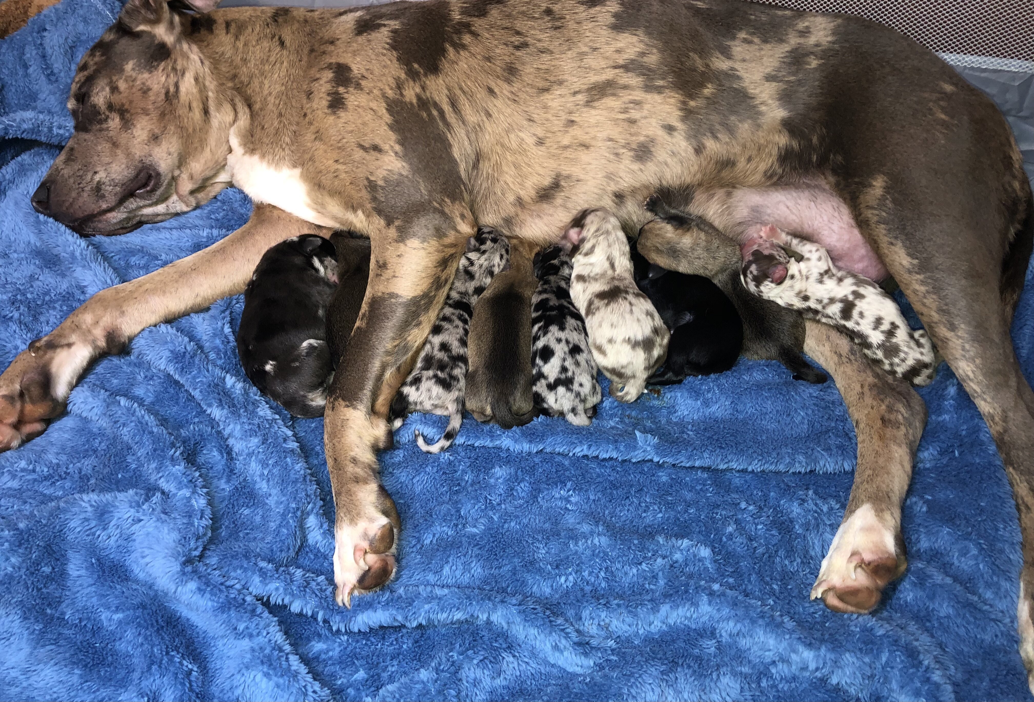 Cane Corso Catahoula Puppies image 1