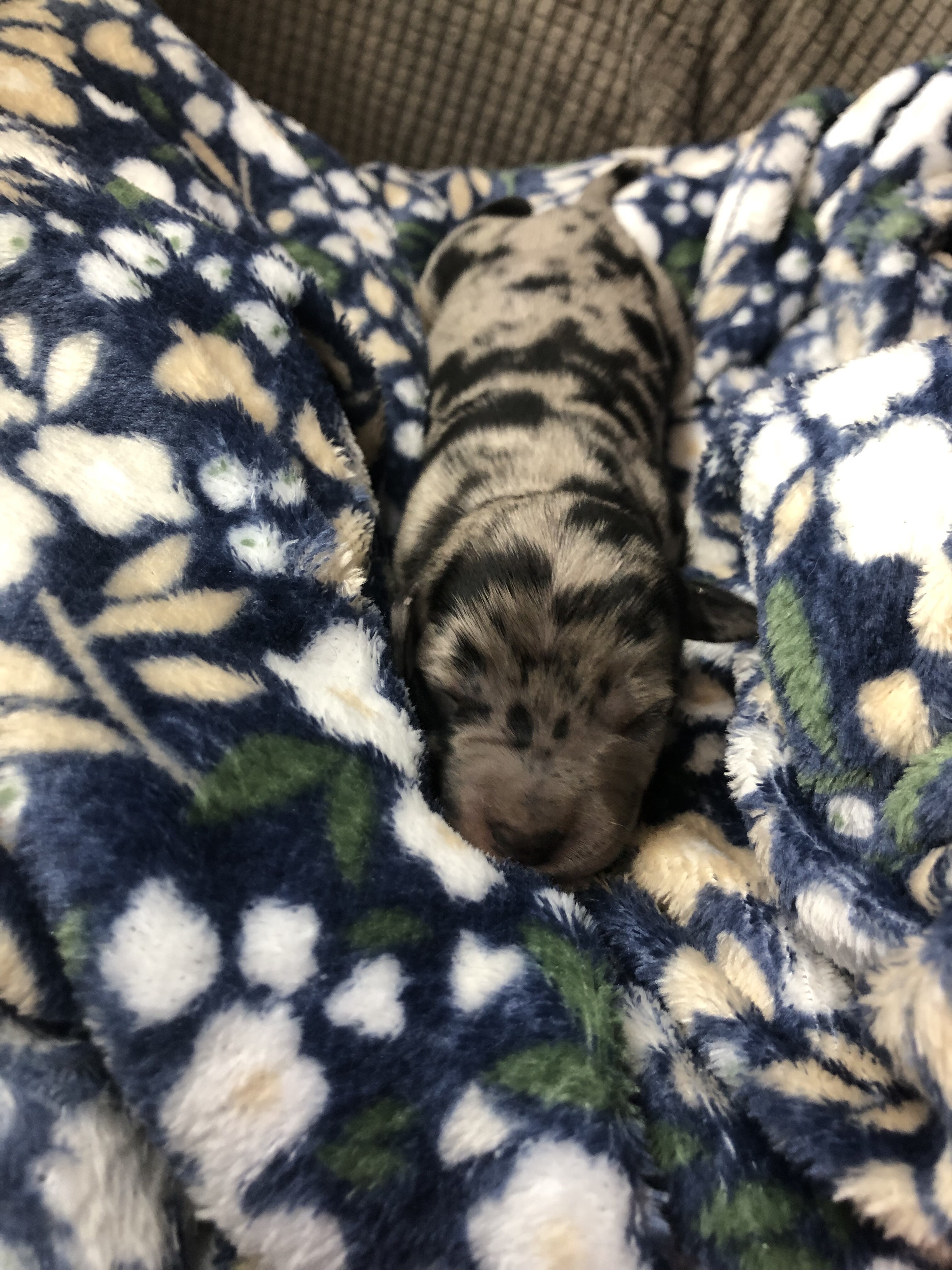 Cane Corso Catahoula Puppies image 2