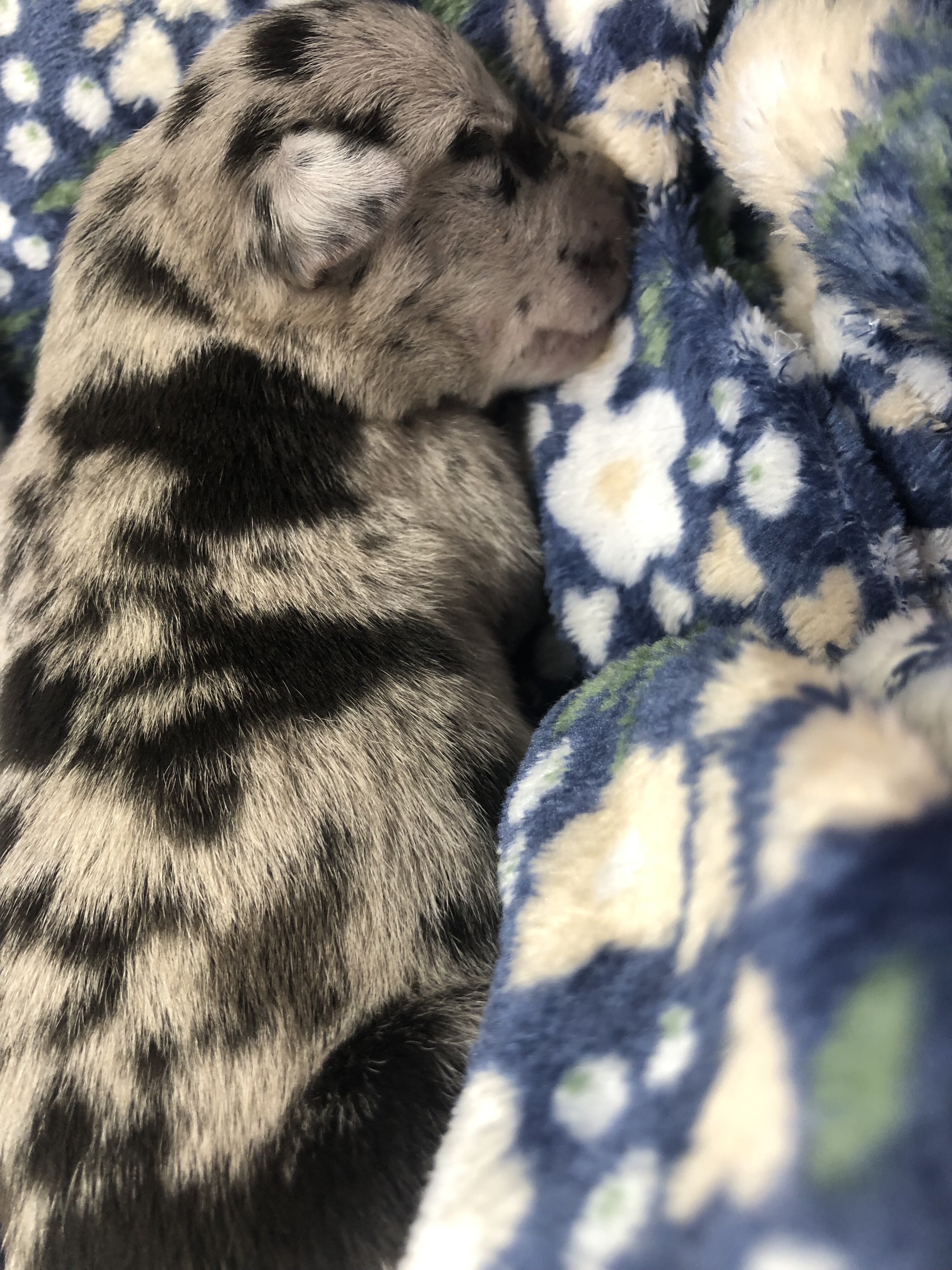 Cane Corso Catahoula Puppies image 3