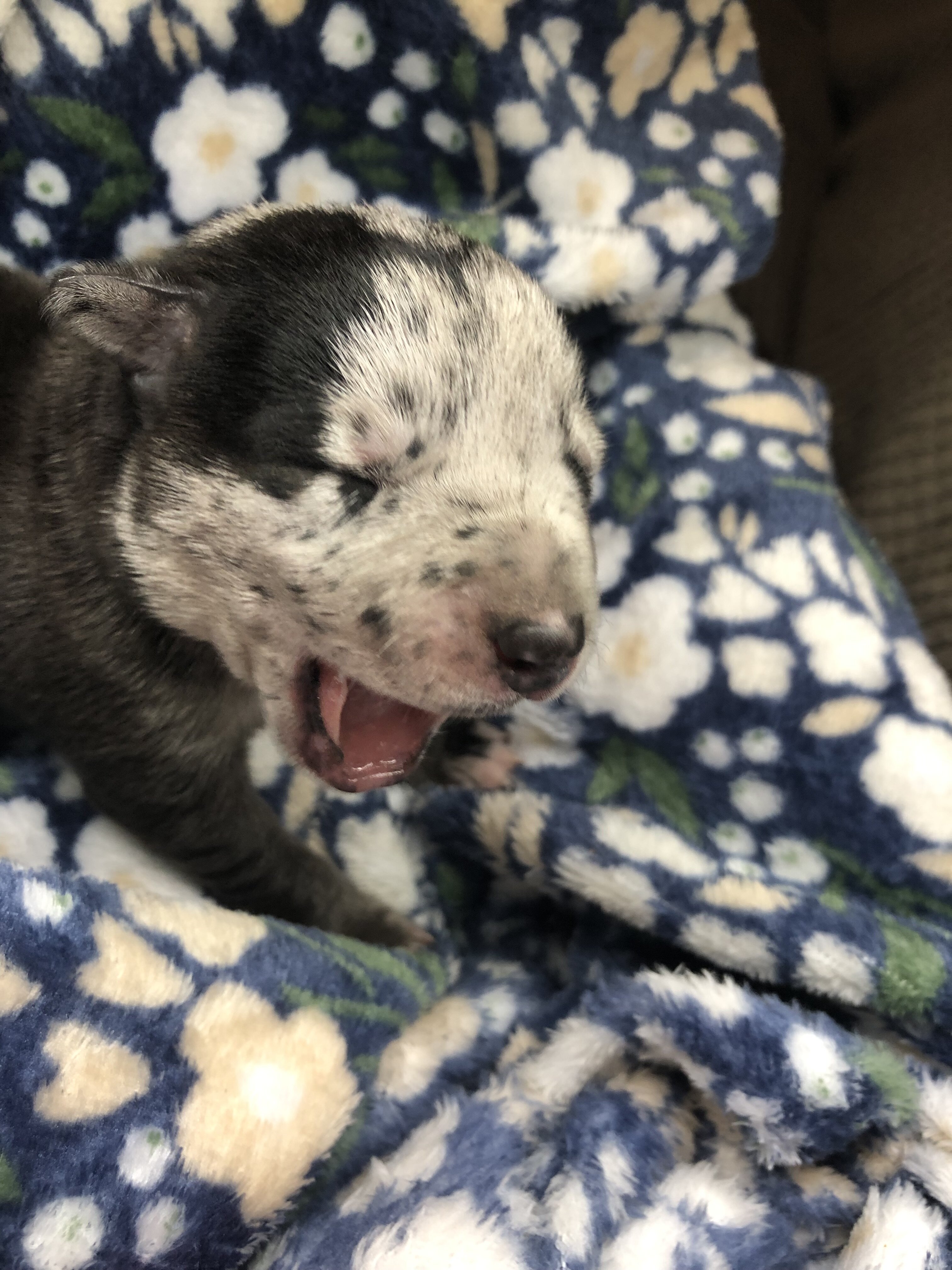 Cane Corso Catahoula Puppies image 4