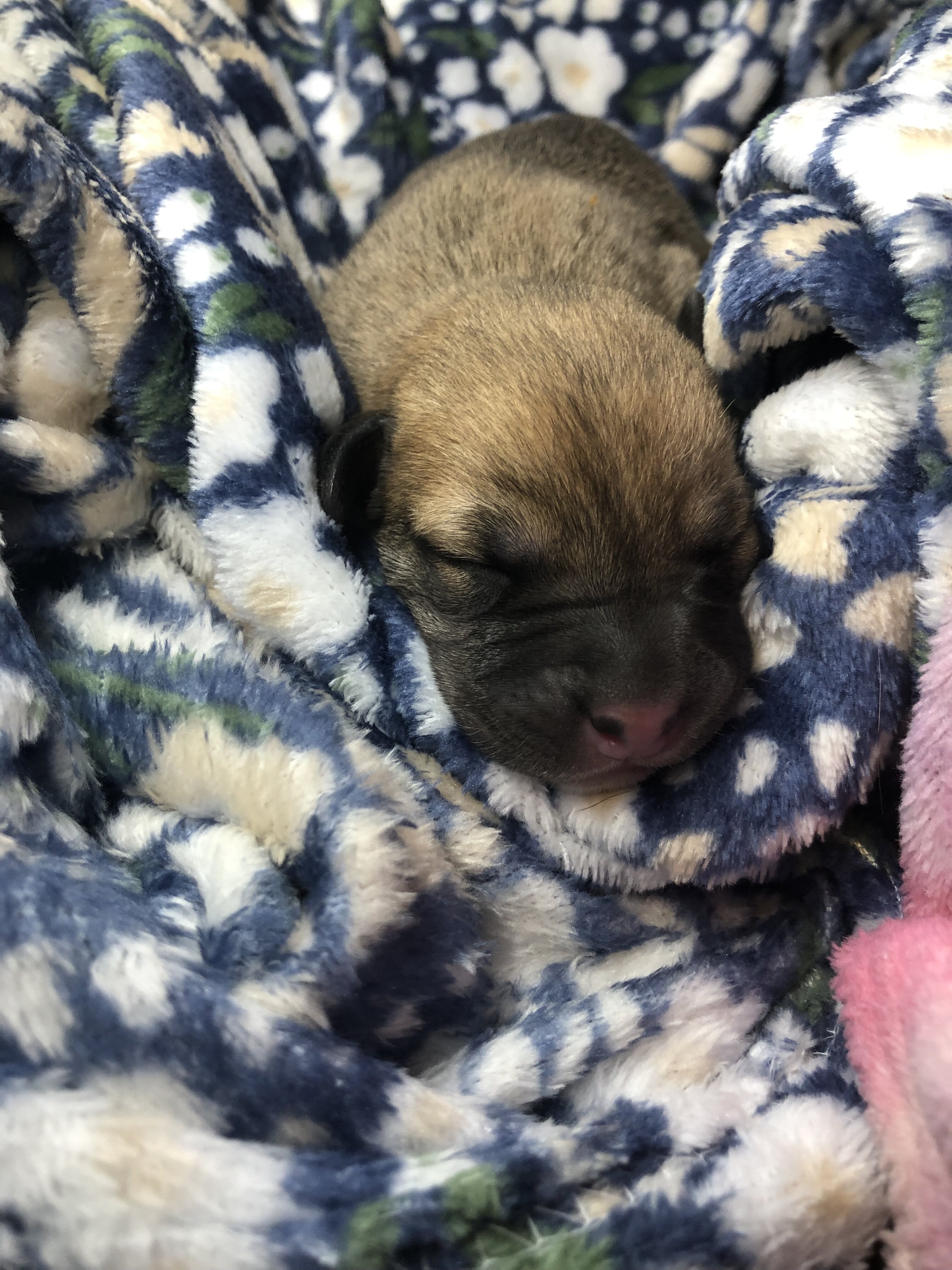 Cane Corso Catahoula Puppies image 5
