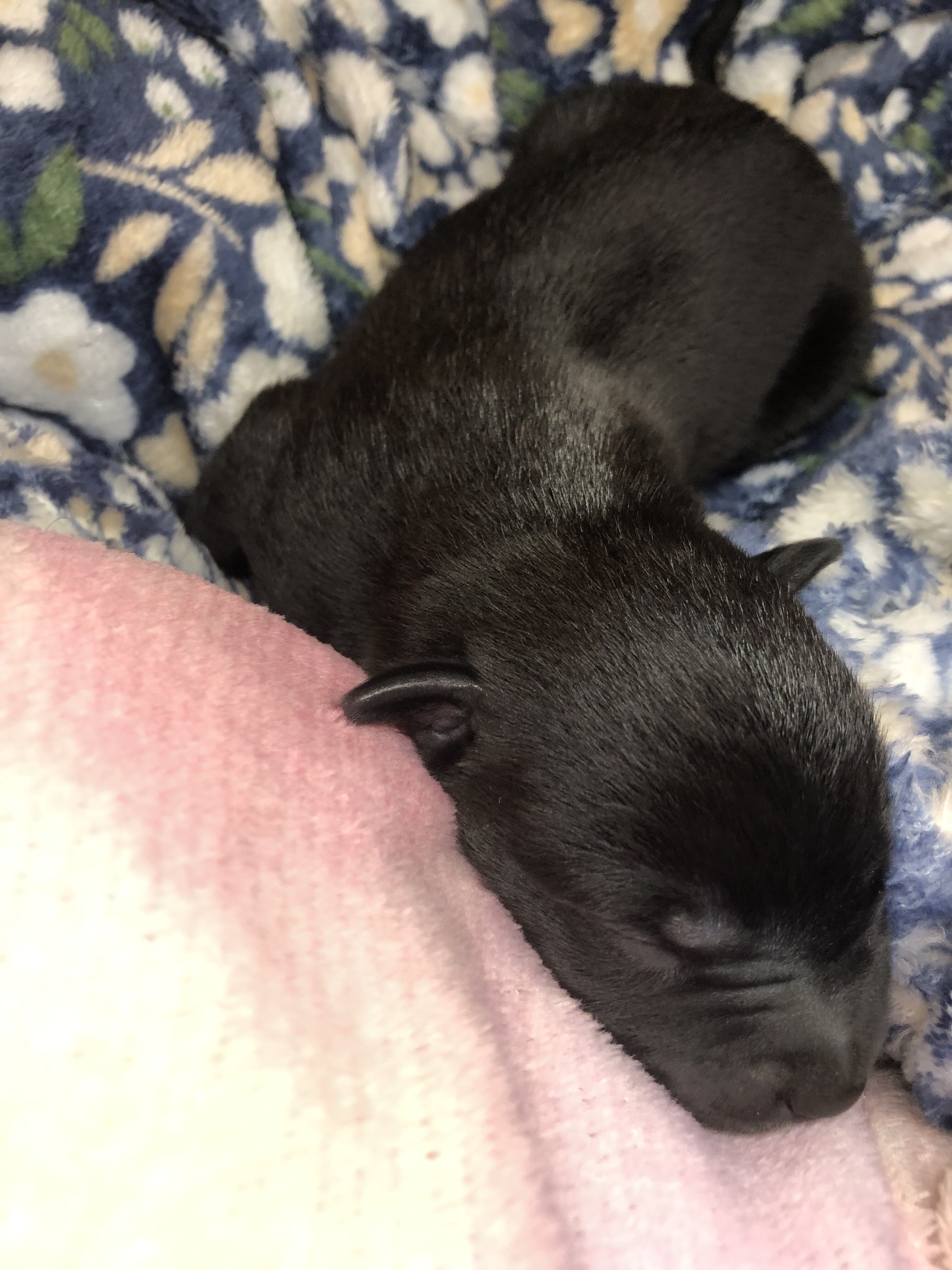 Cane Corso Catahoula Puppies image 6