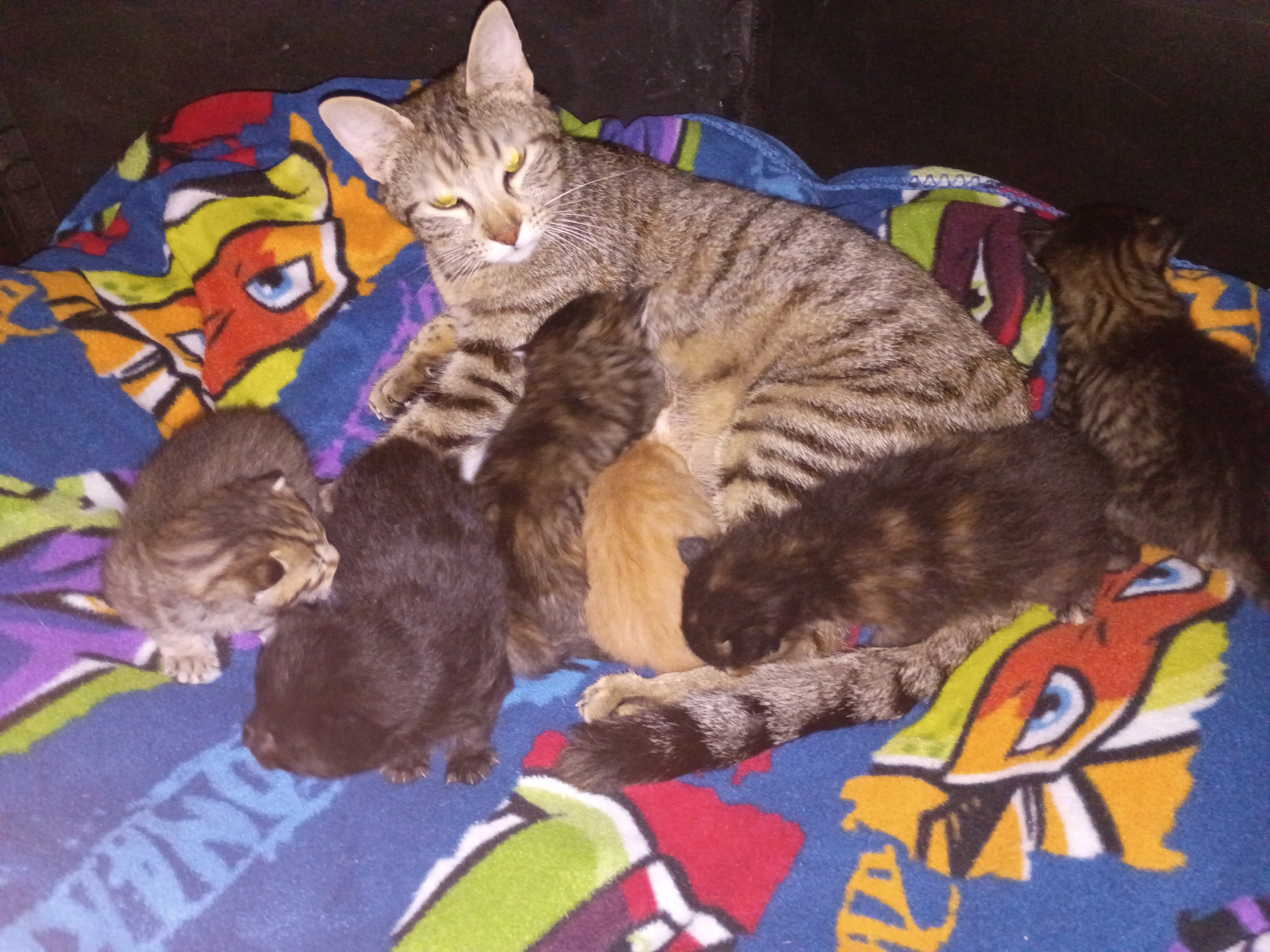 Kittens free to good home image 2