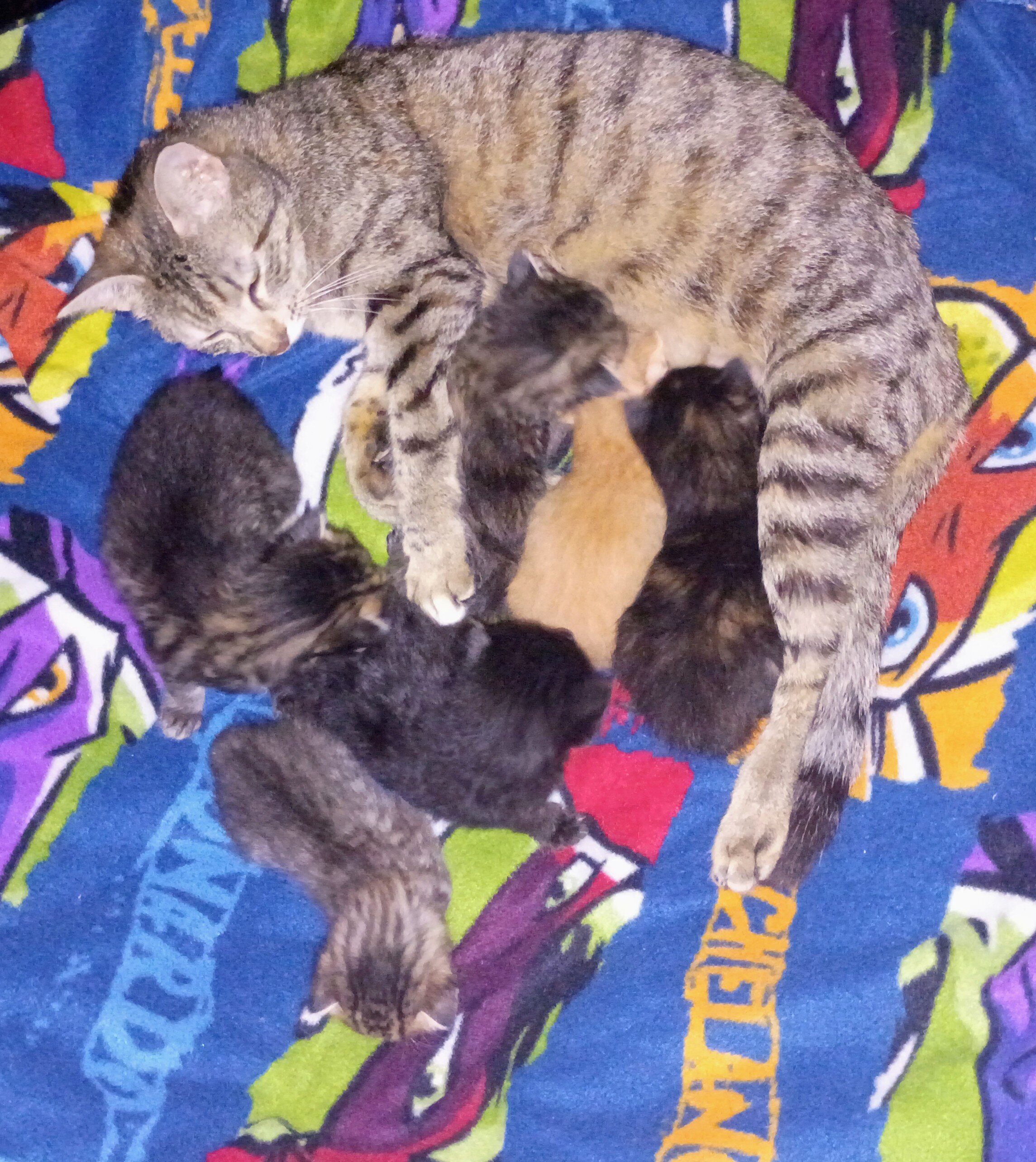 Kittens free to good home image 1