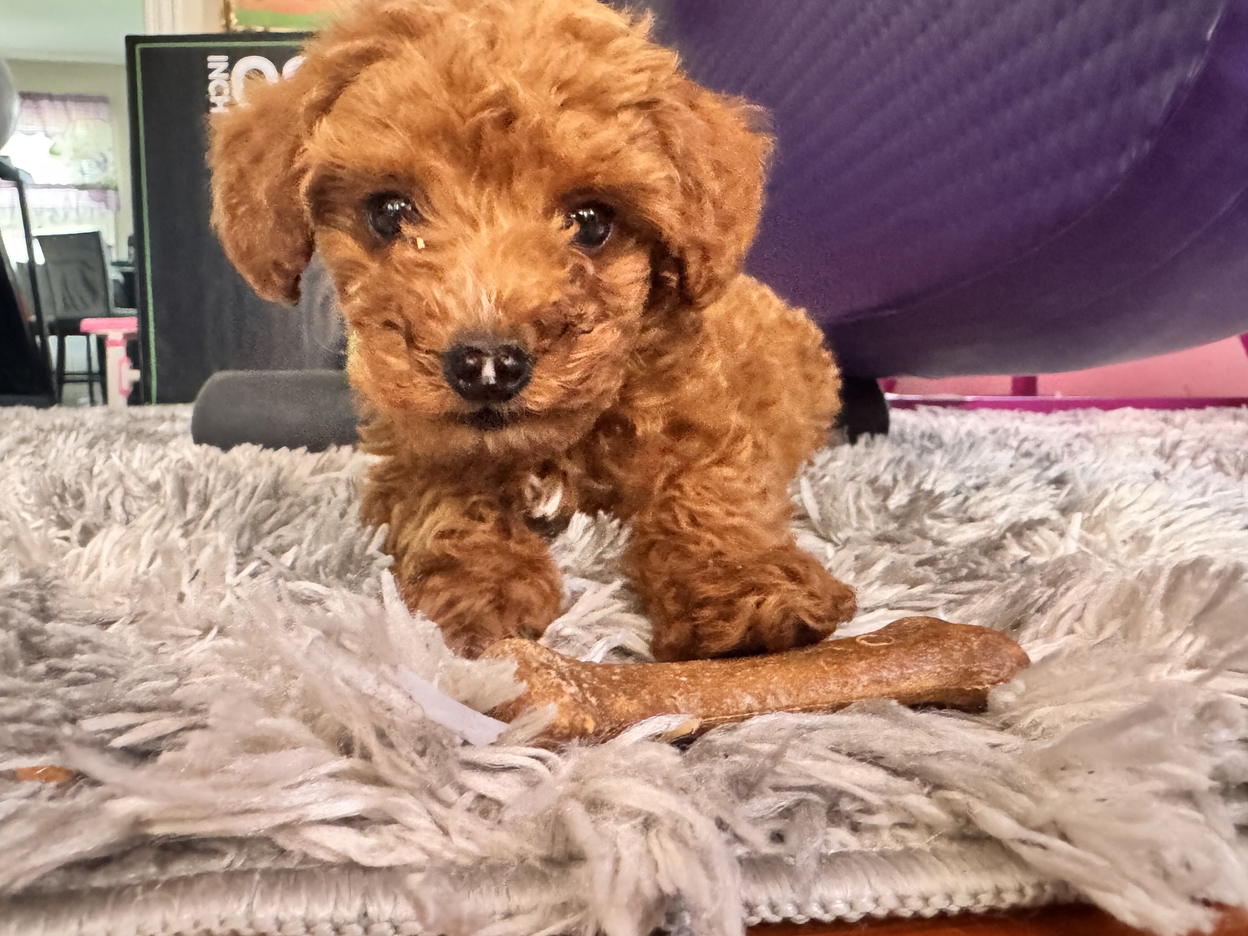 2 months old male Mini golden doodle image 5