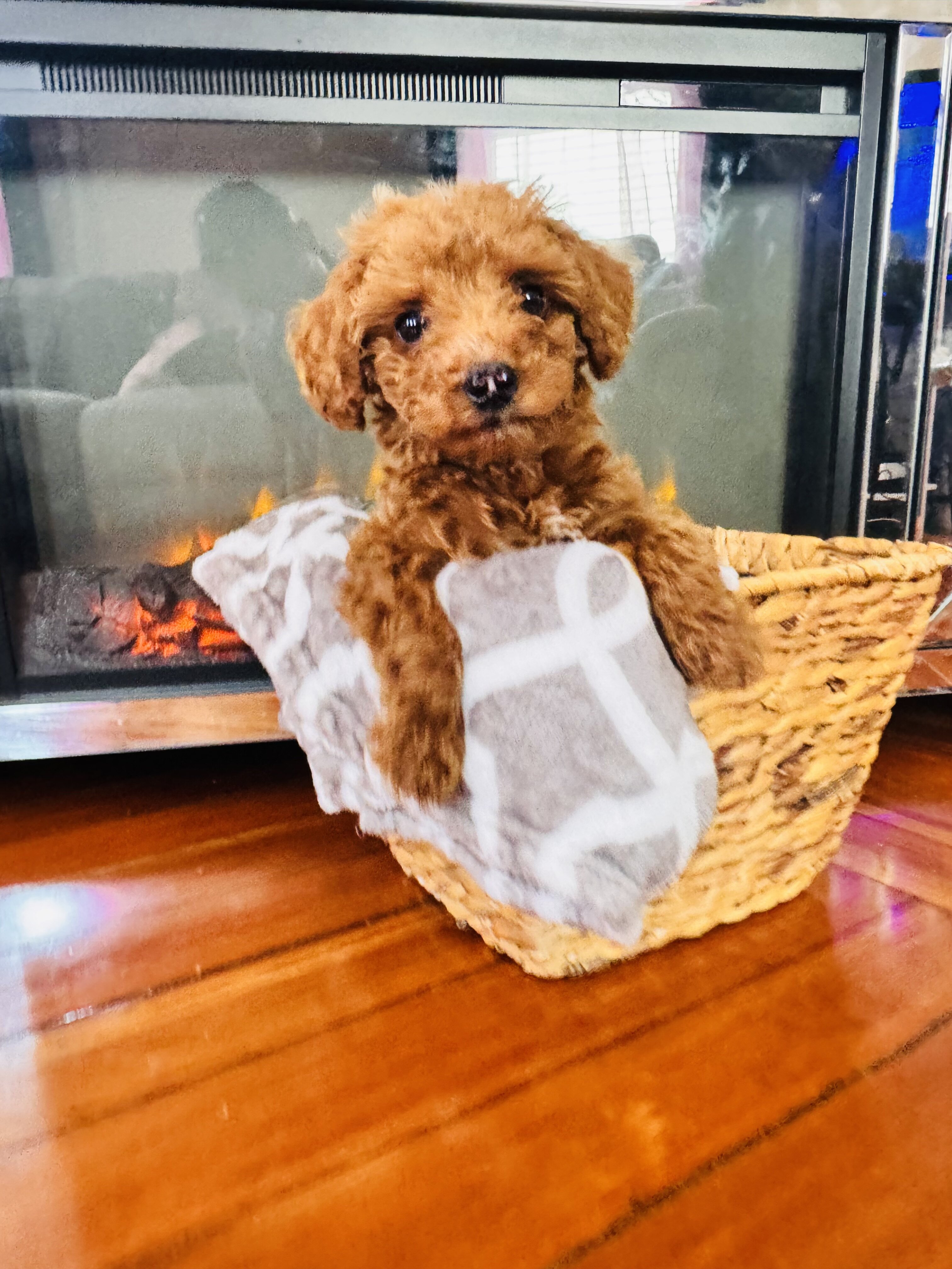2 months old male Mini golden doodle image 4