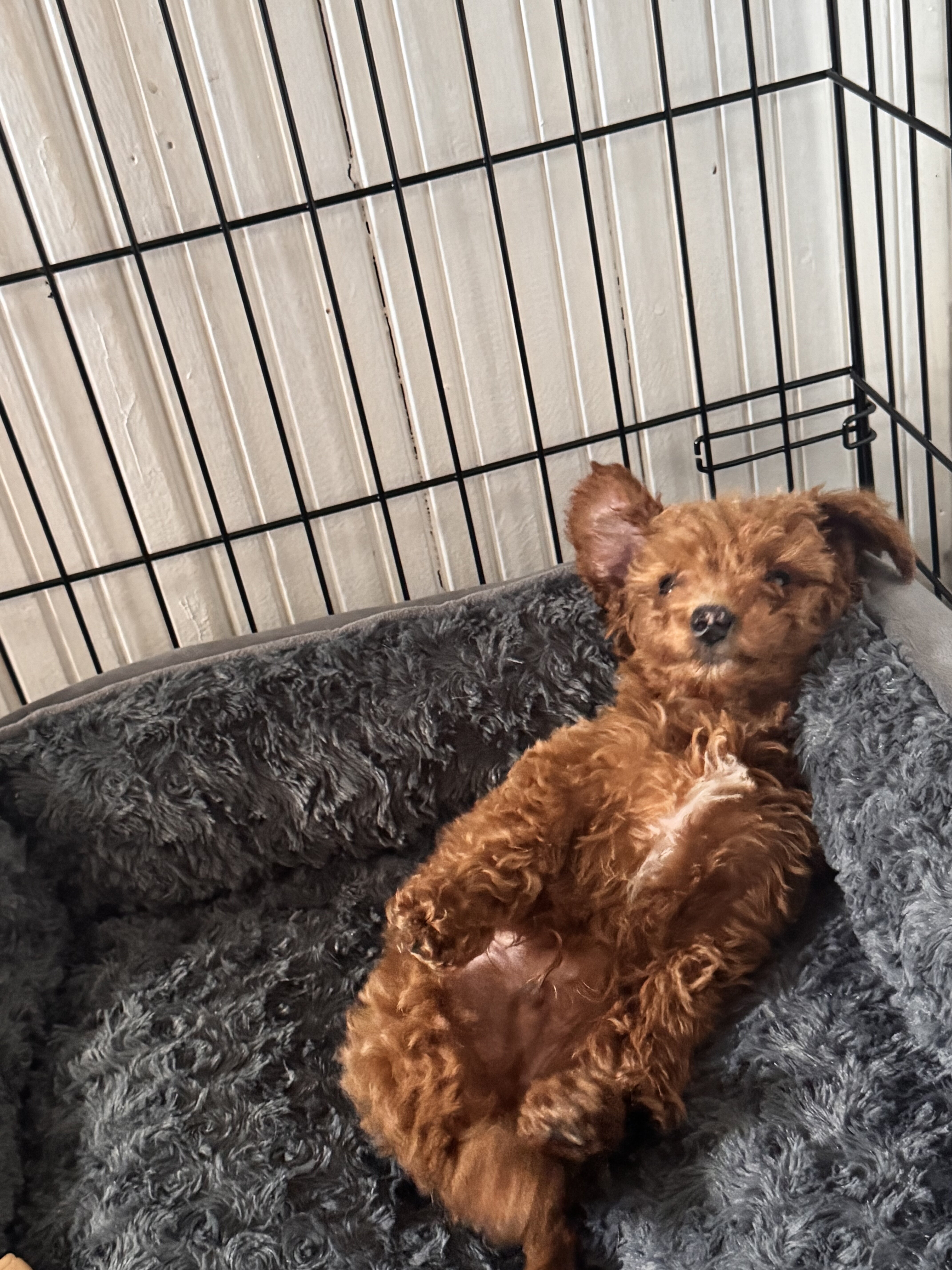 2 months old male Mini golden doodle image 3