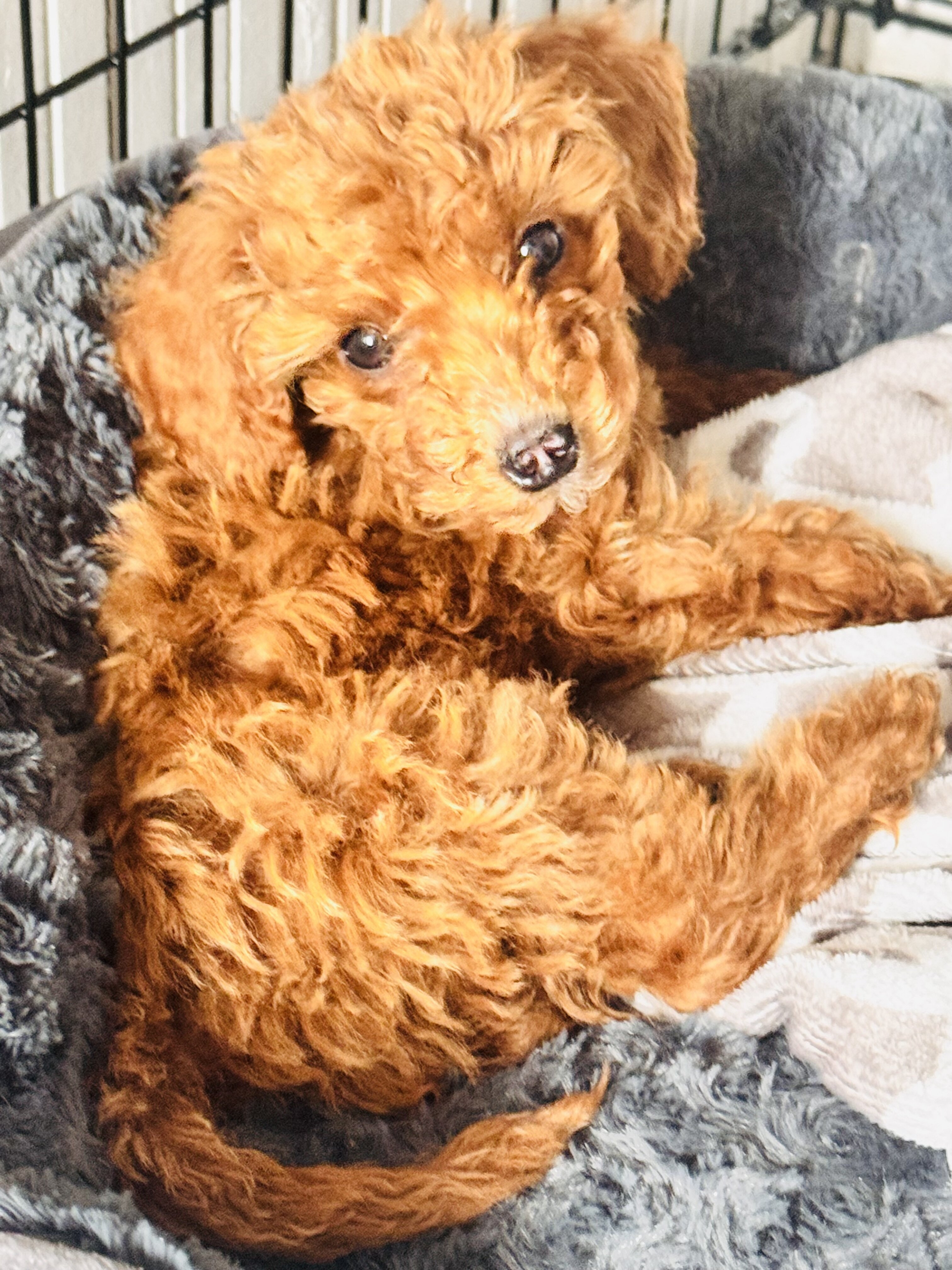 2 months old male Mini golden doodle image 1