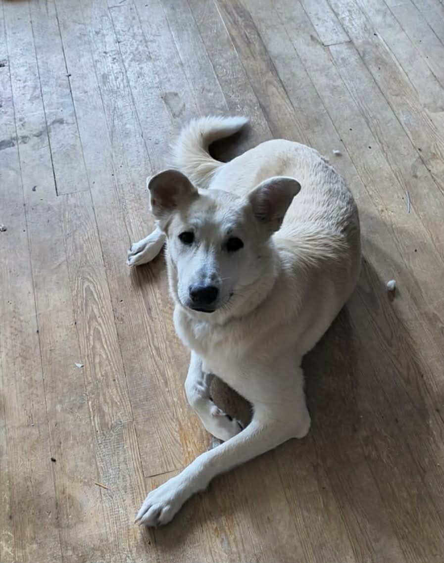 FREE 2 year old Shepard/Husky mix image 2