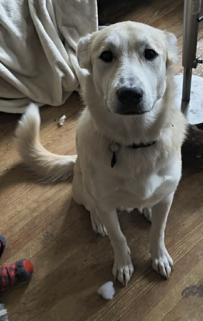 FREE 2 year old Shepard/Husky mix image 1